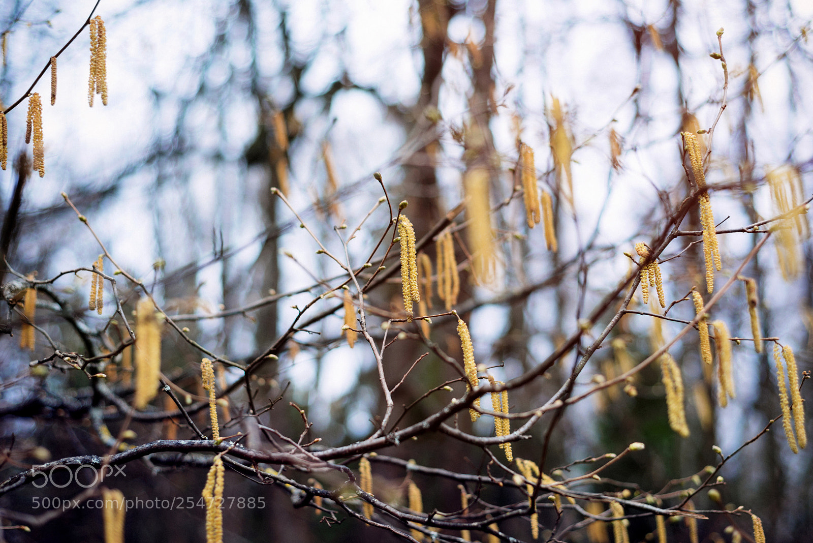 Nikon D800E sample photo. Catkins photography