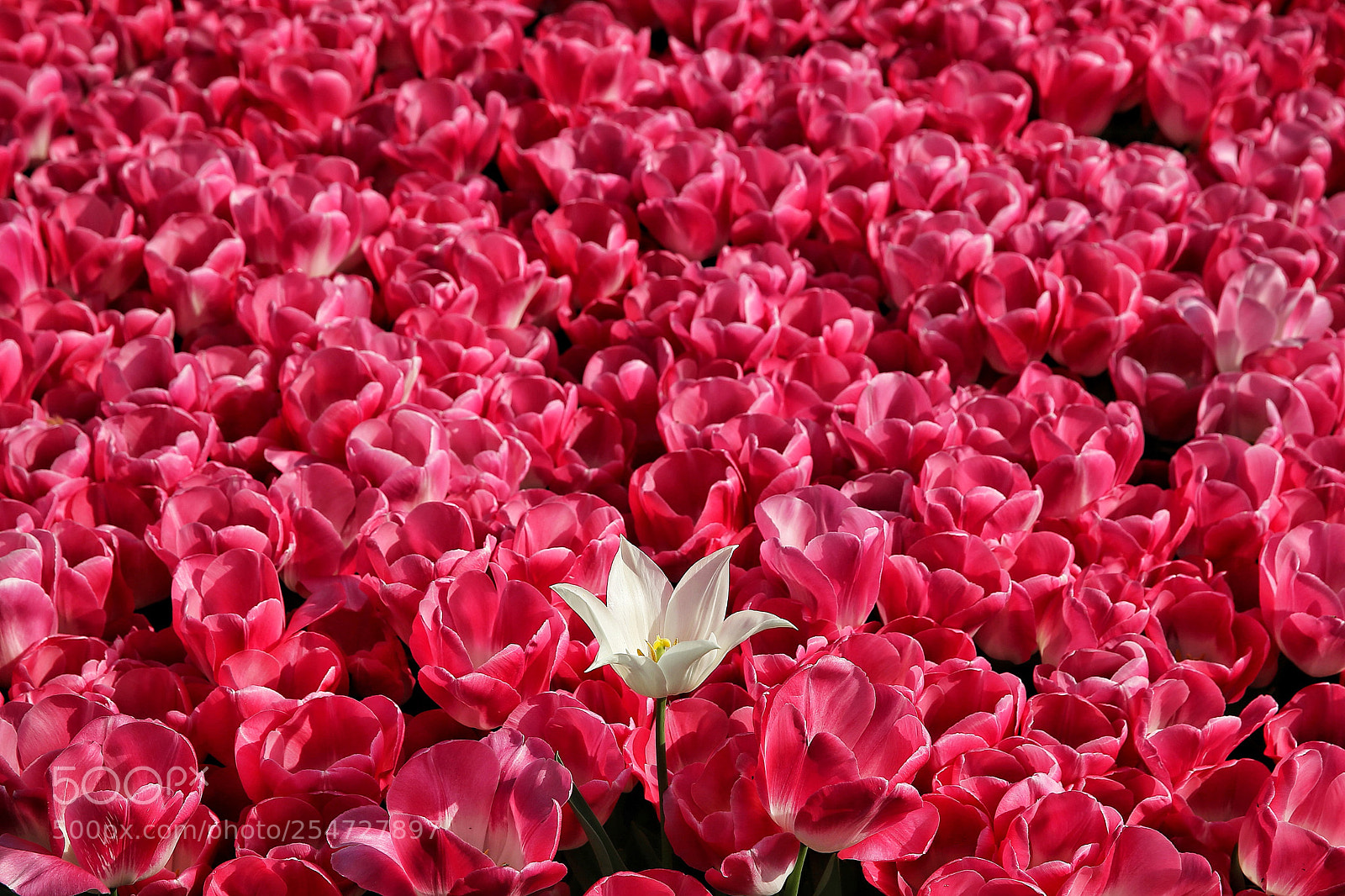 Canon EOS-1D X sample photo. Different photography