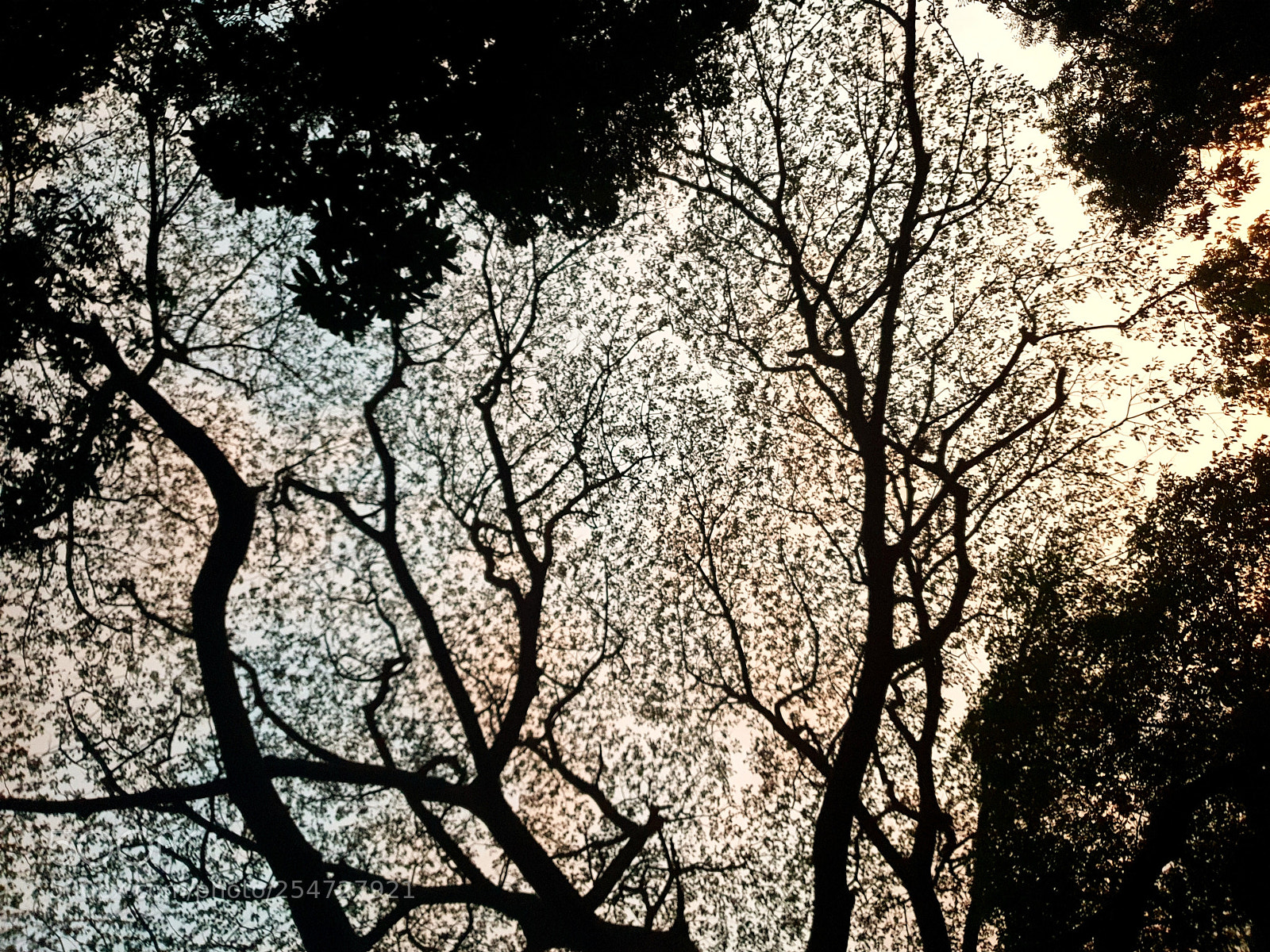 Samsung Galaxy S9+ sample photo. Trees are earth's endless photography