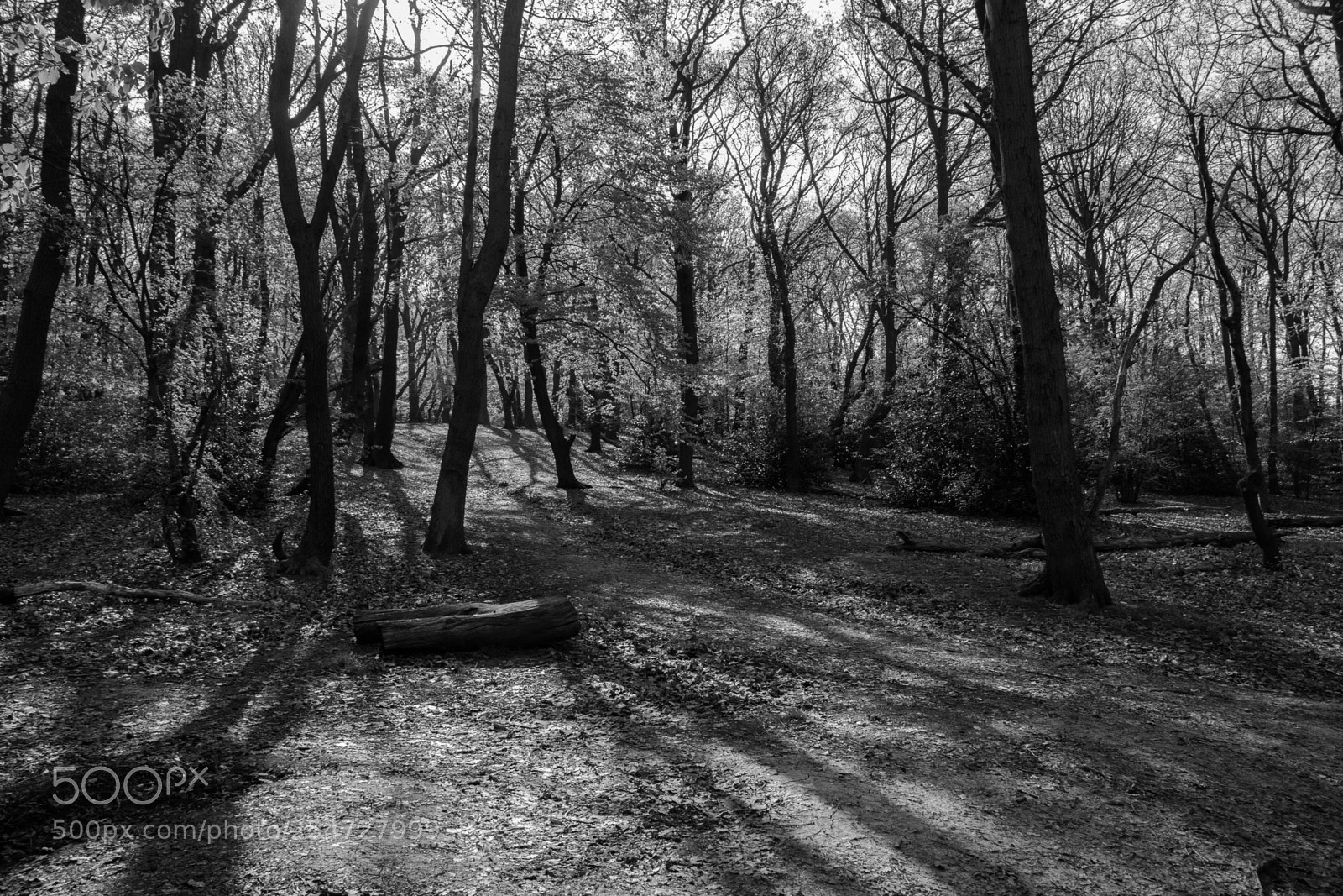 Canon EOS 6D sample photo. Castle woods, eltham photography
