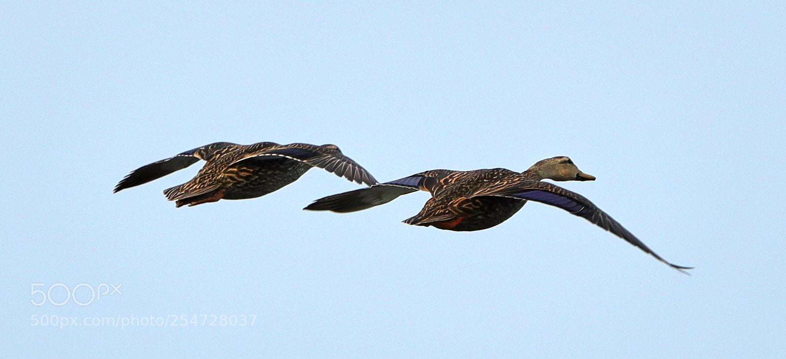 Canon EOS-1D X Mark II sample photo. 04-22-18-0014118.jpg photography