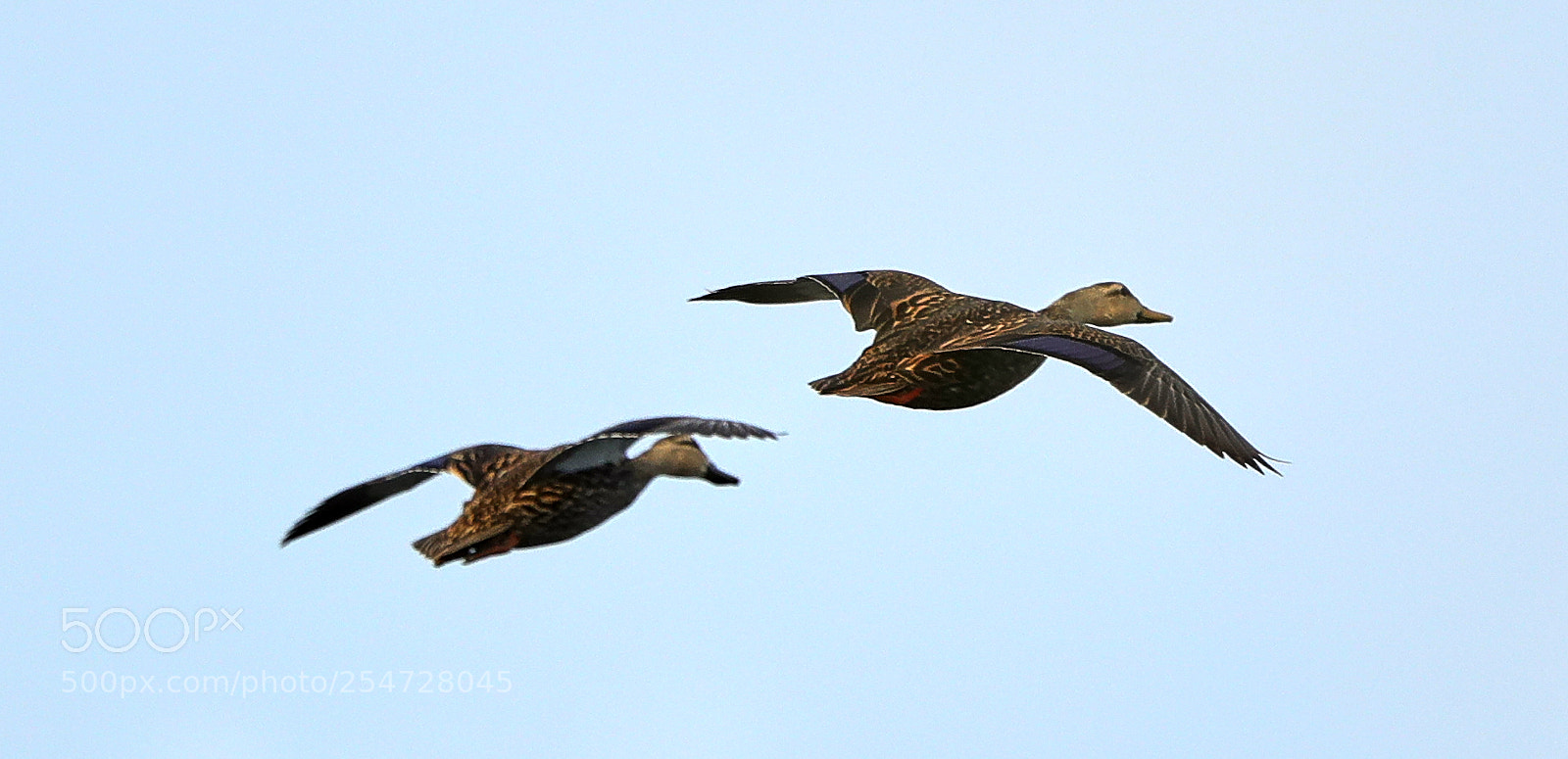 Canon EOS-1D X Mark II sample photo. 04-22-18-0014117.jpg photography