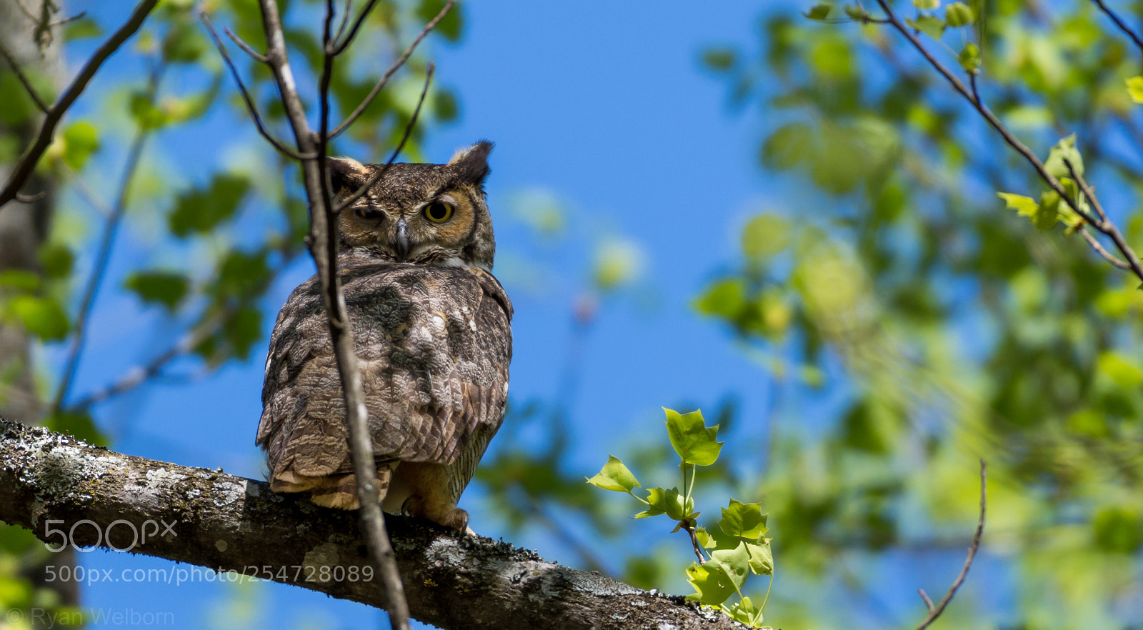 Nikon D7200 sample photo. Great horned owl photography