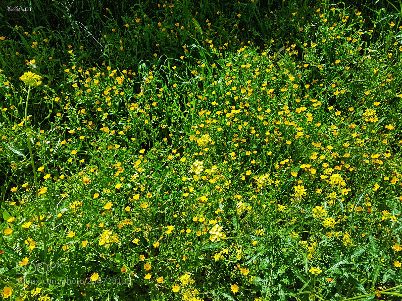 Samsung Galaxy S7 Edge sample photo. Green & yellow photography