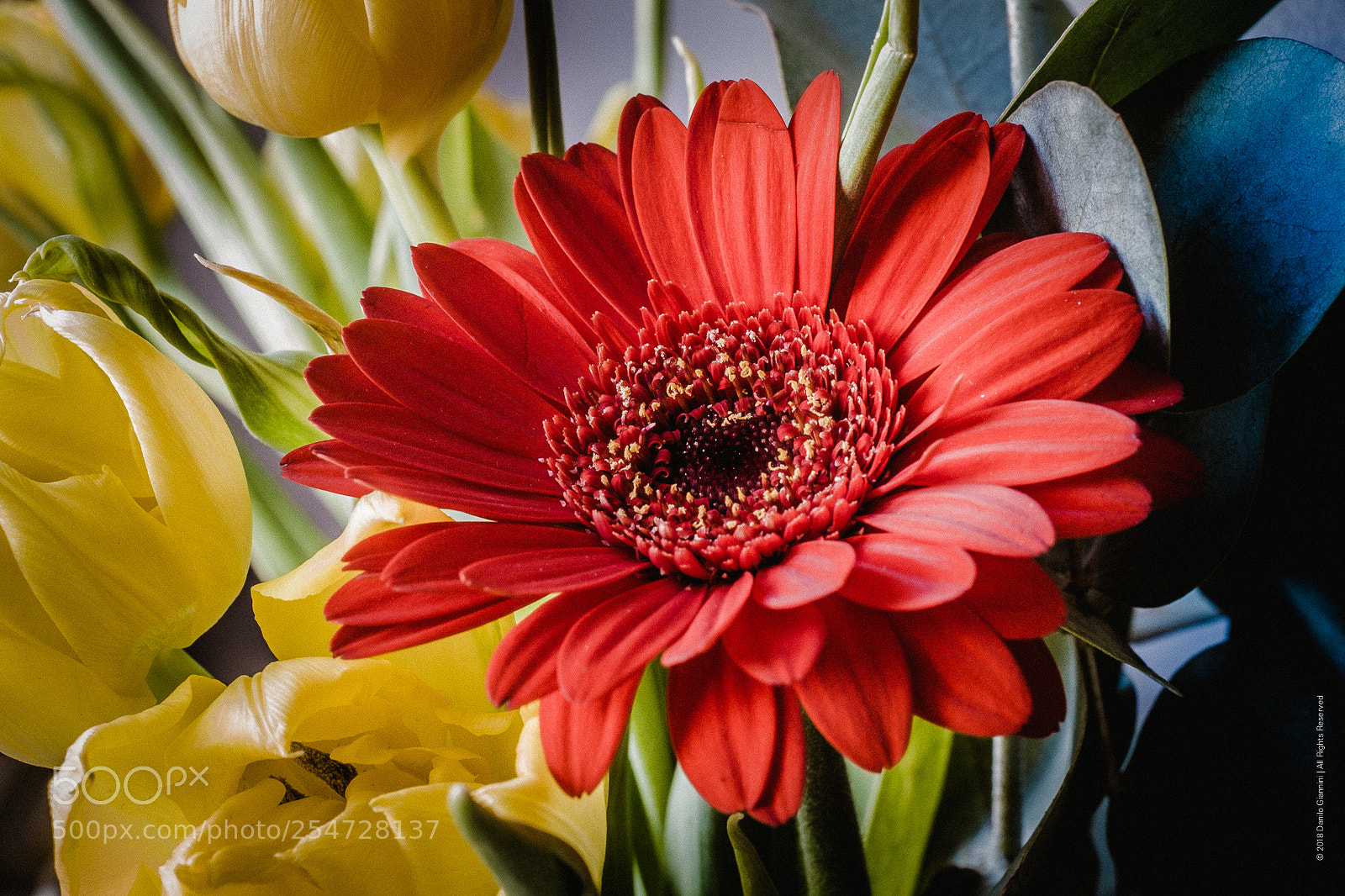 Fujifilm X-Pro1 sample photo. Flowers photography