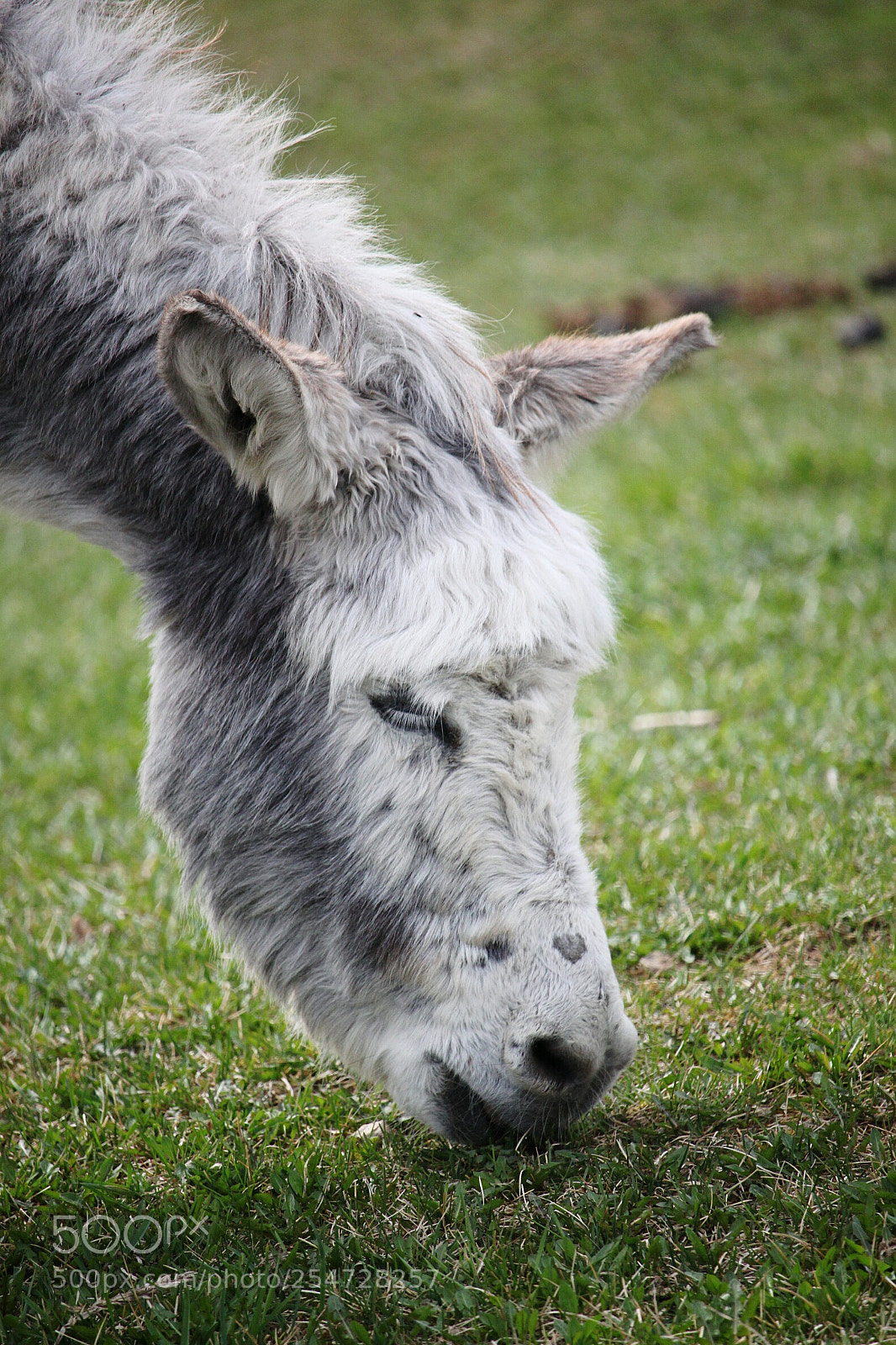 Canon EOS 500D (EOS Rebel T1i / EOS Kiss X3) sample photo. Donkey photography
