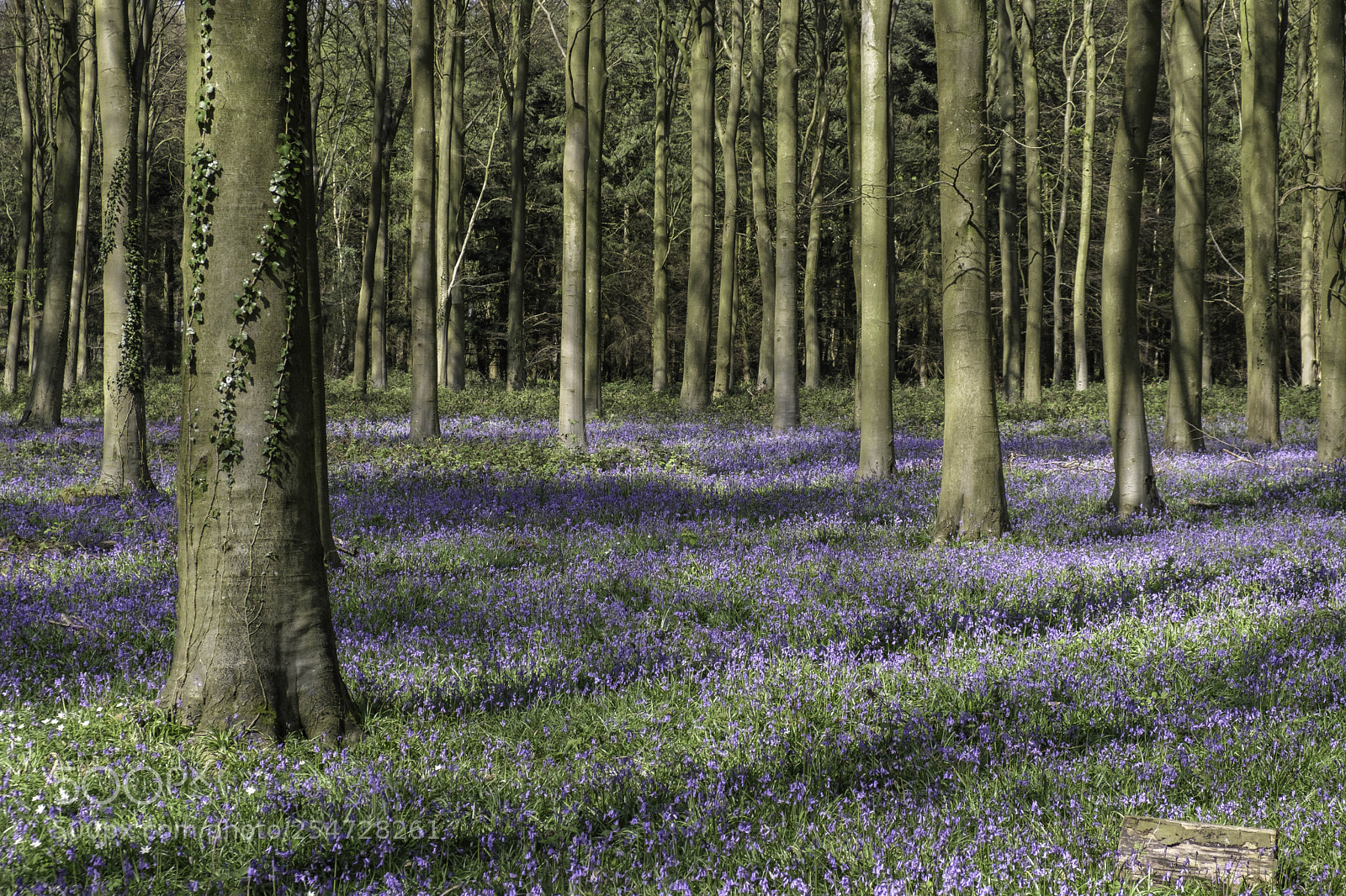 Fujifilm X-T2 sample photo. Bluebells in wepham wood photography