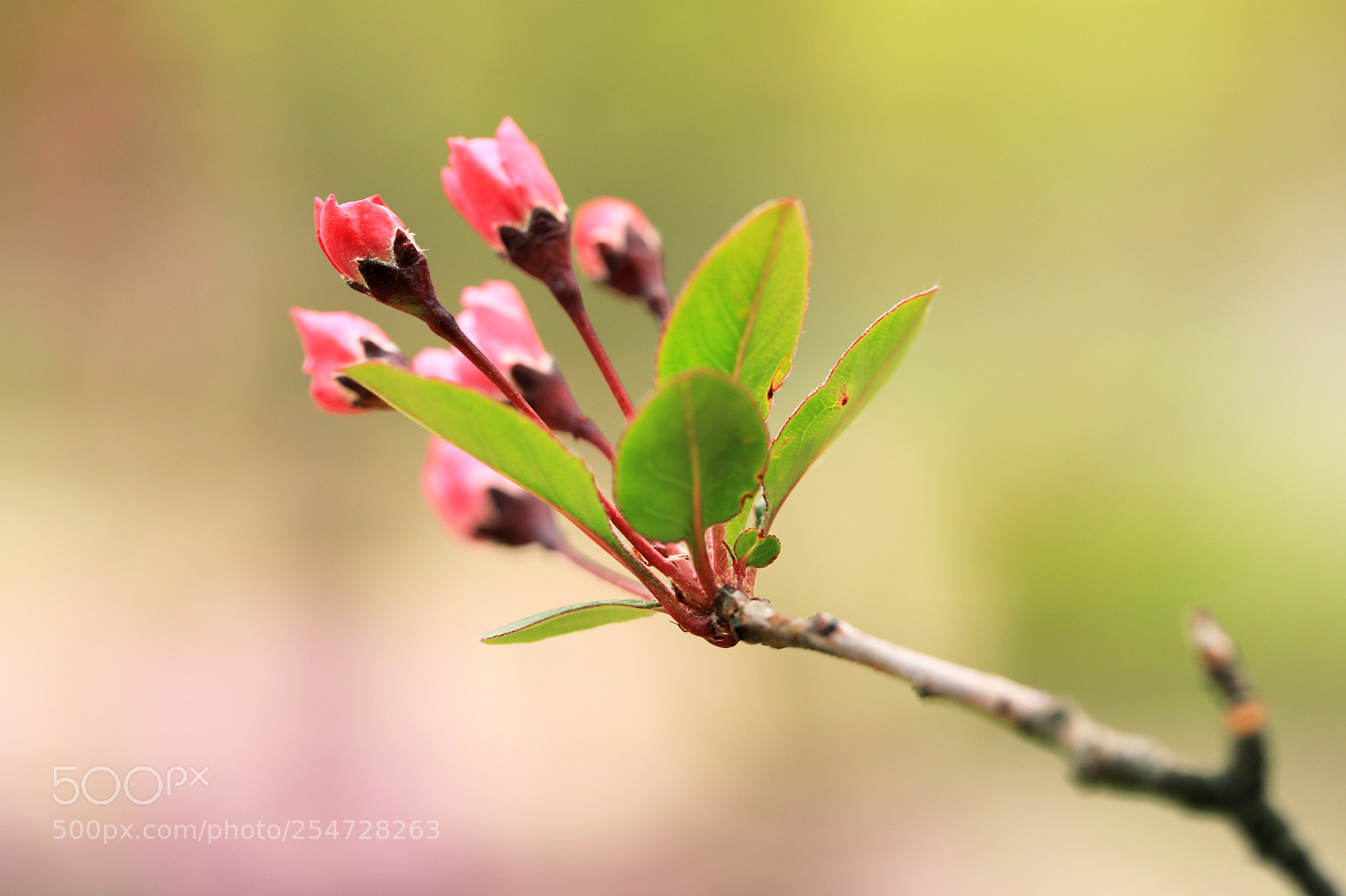 Canon EOS 5D Mark IV sample photo. Together photography