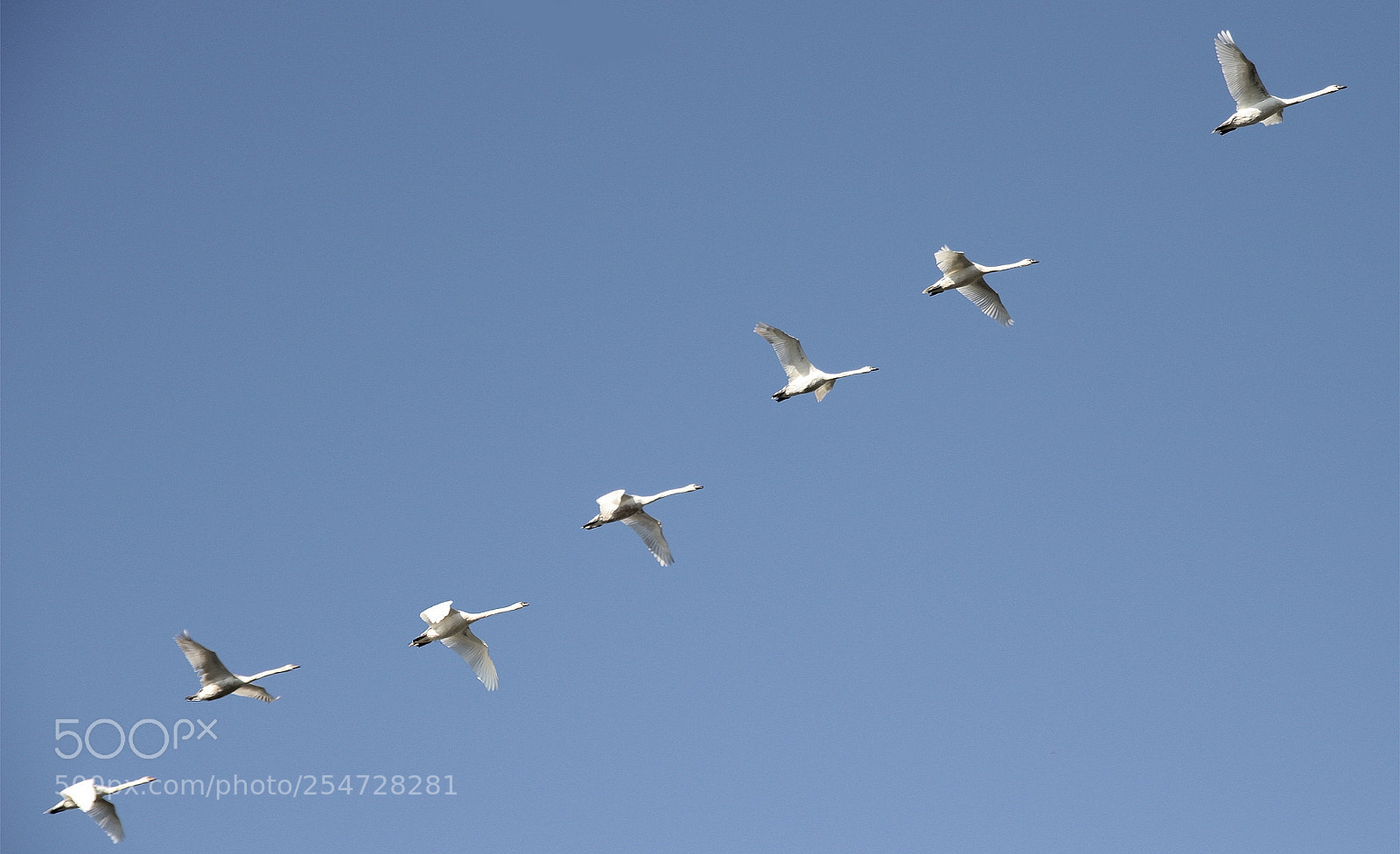 Canon EOS 600D (Rebel EOS T3i / EOS Kiss X5) sample photo. The flight of the photography