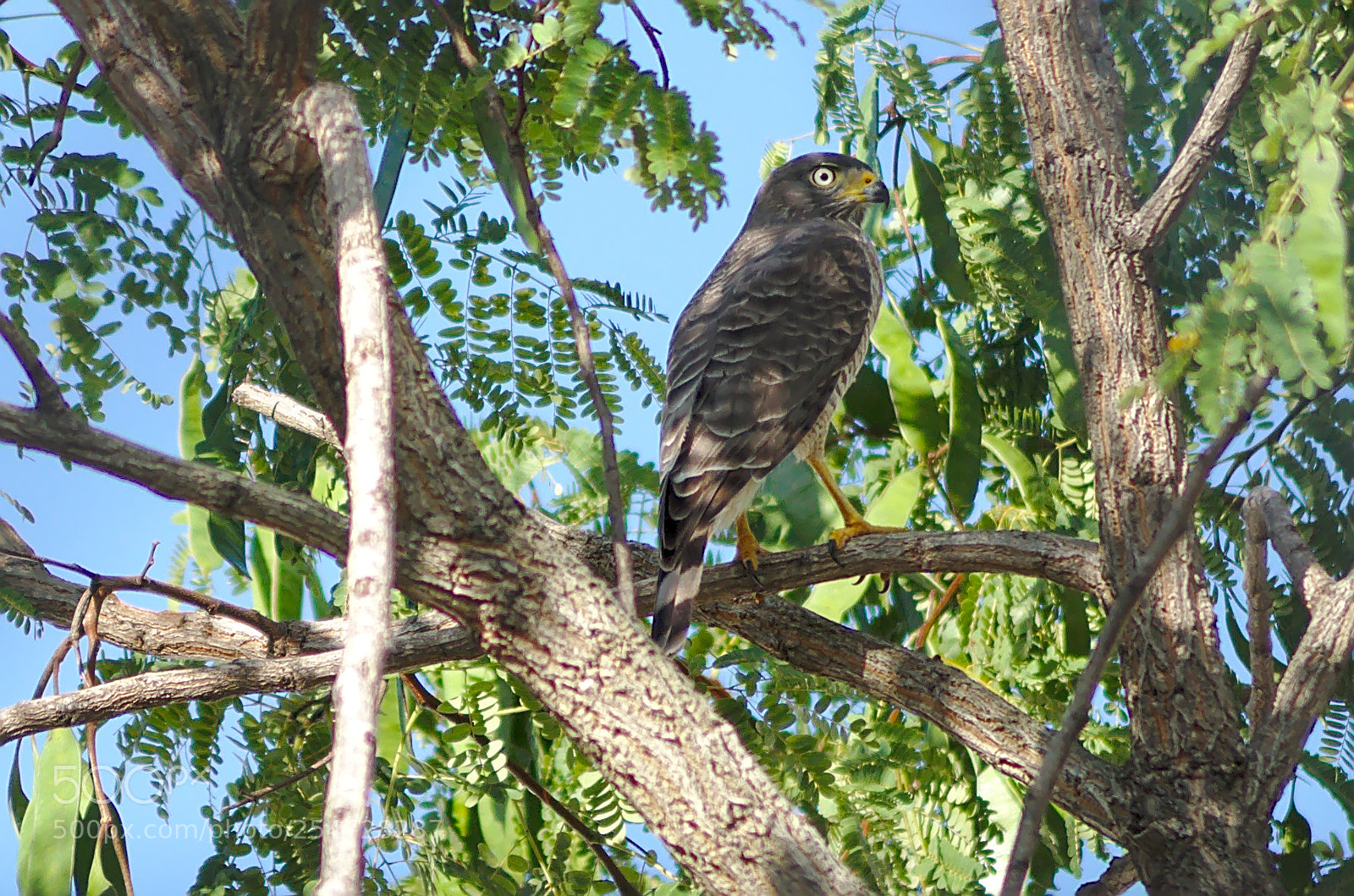 Nikon D90 sample photo. Rest in the shade photography
