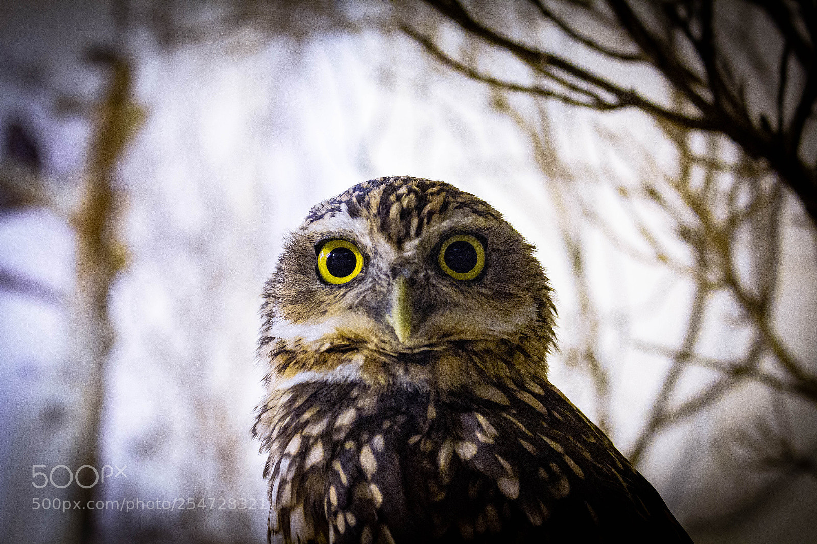 Canon EOS 1300D (EOS Rebel T6 / EOS Kiss X80) sample photo. Eagle owl photography