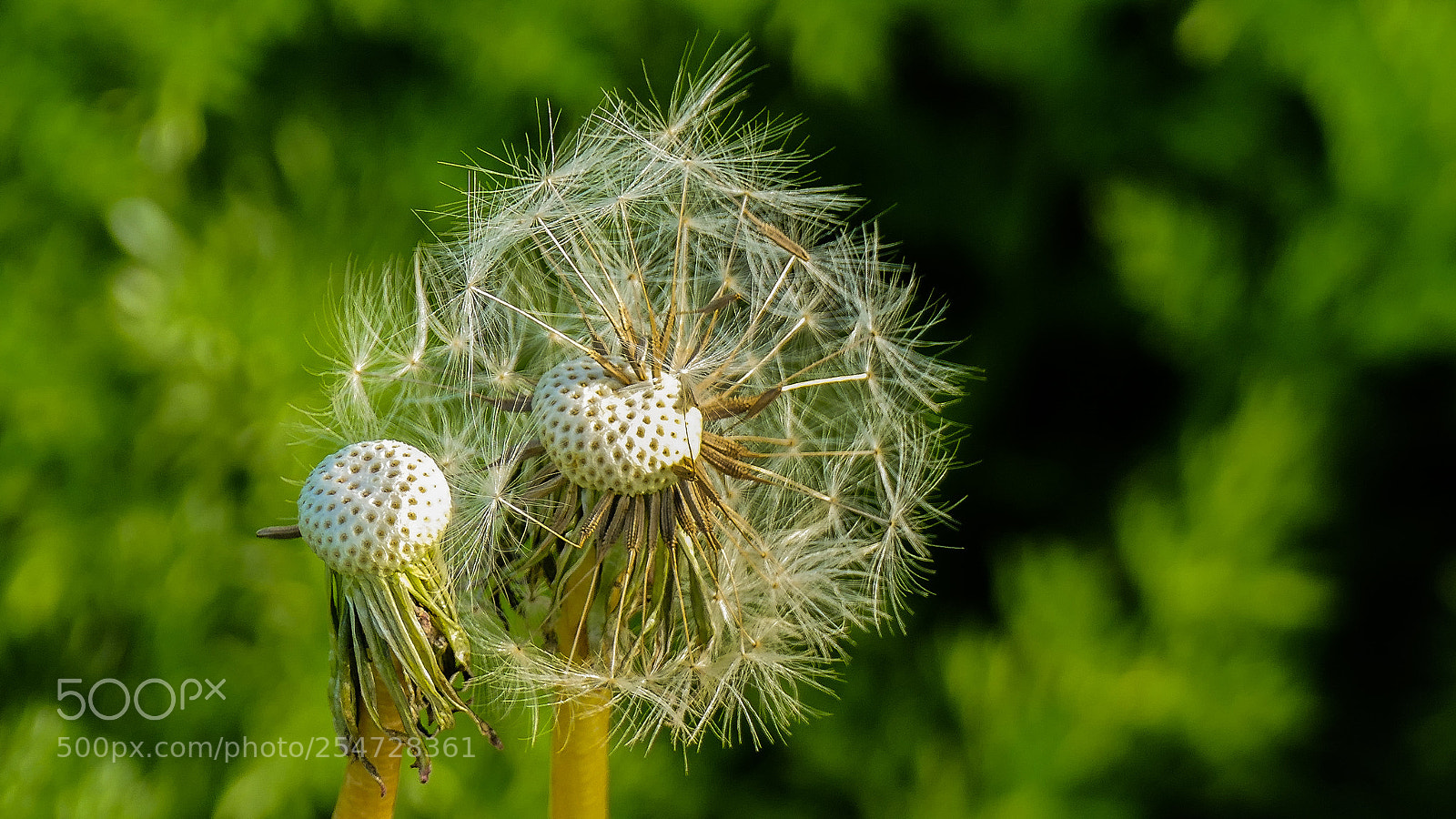 Panasonic Lumix DMC-FZ1000 sample photo. Semillas al viento photography