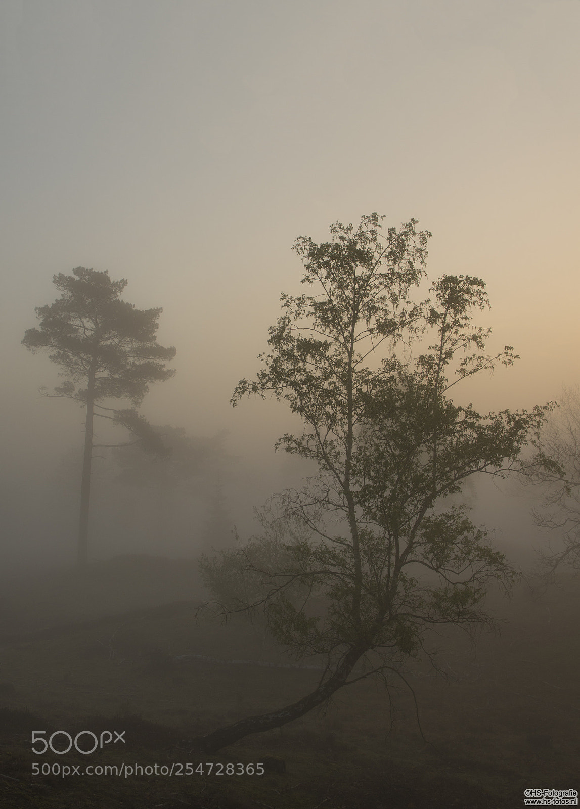 Nikon D500 sample photo. Trees in a misty photography