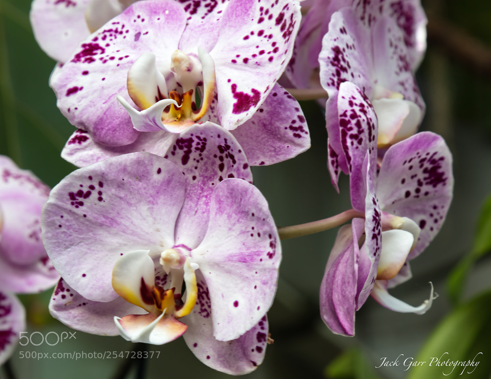 Canon EOS 5DS sample photo. Lavender and white dendrobium photography