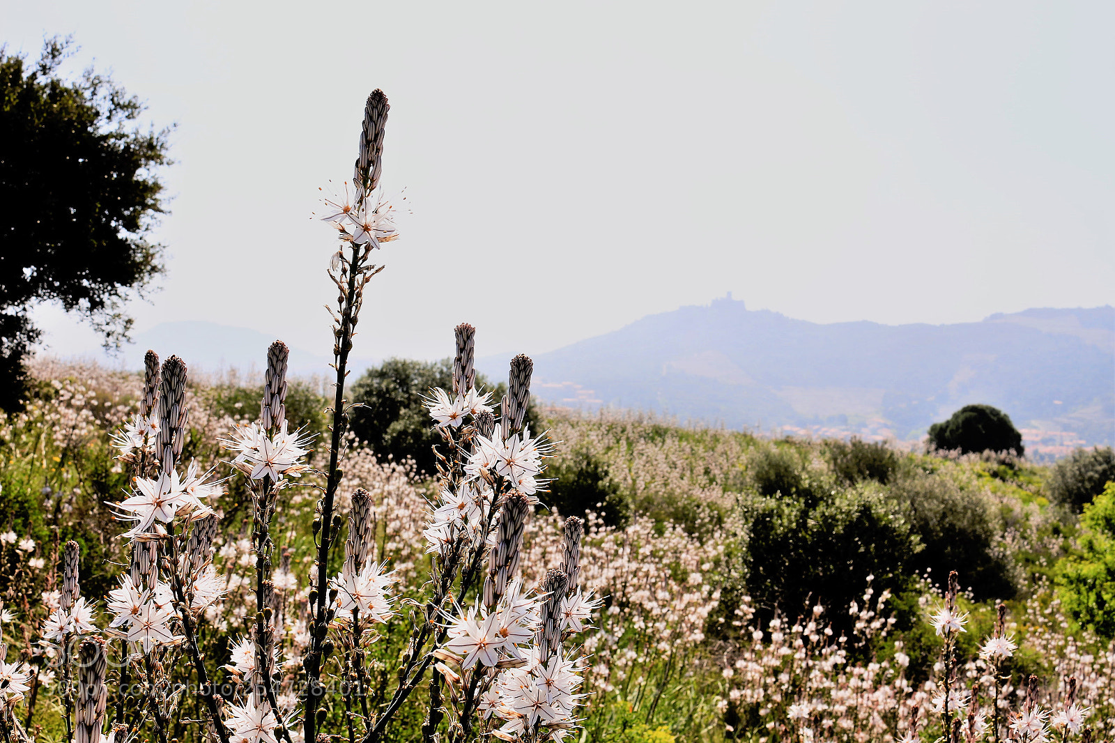 Canon EOS 700D (EOS Rebel T5i / EOS Kiss X7i) sample photo. Collioures photography