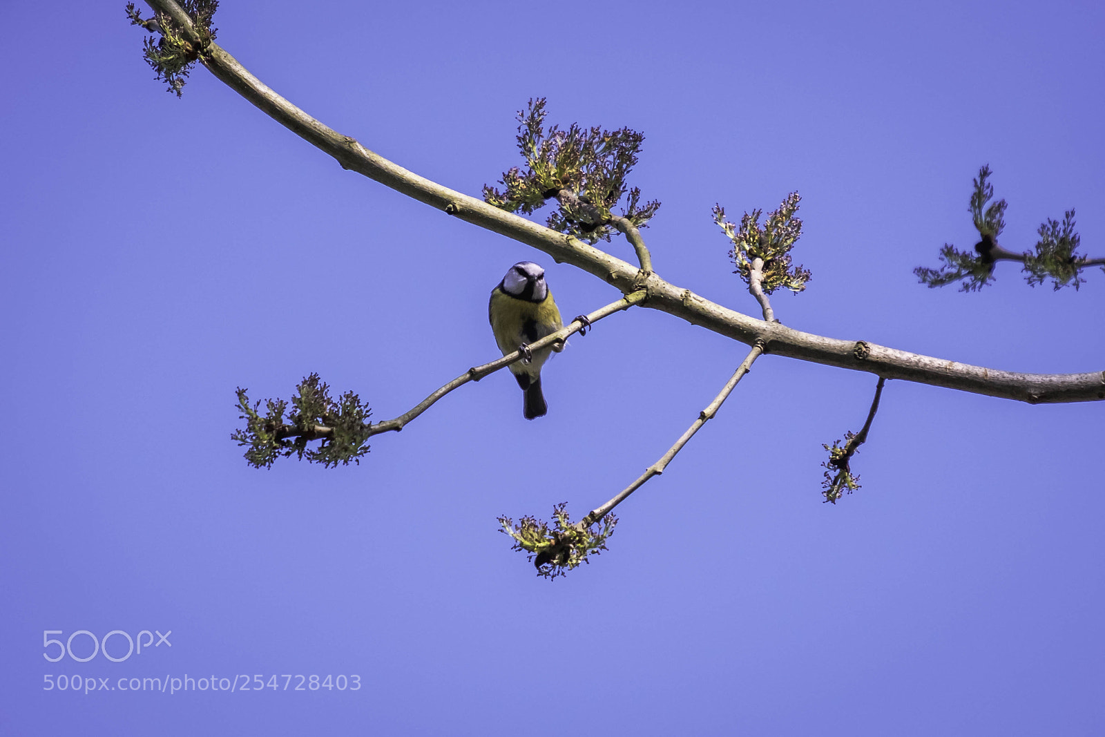 Fujifilm X-T2 sample photo. Blue tit perching on photography
