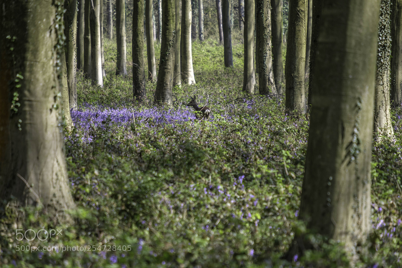Fujifilm X-T2 sample photo. Bluebells in wepham wood photography
