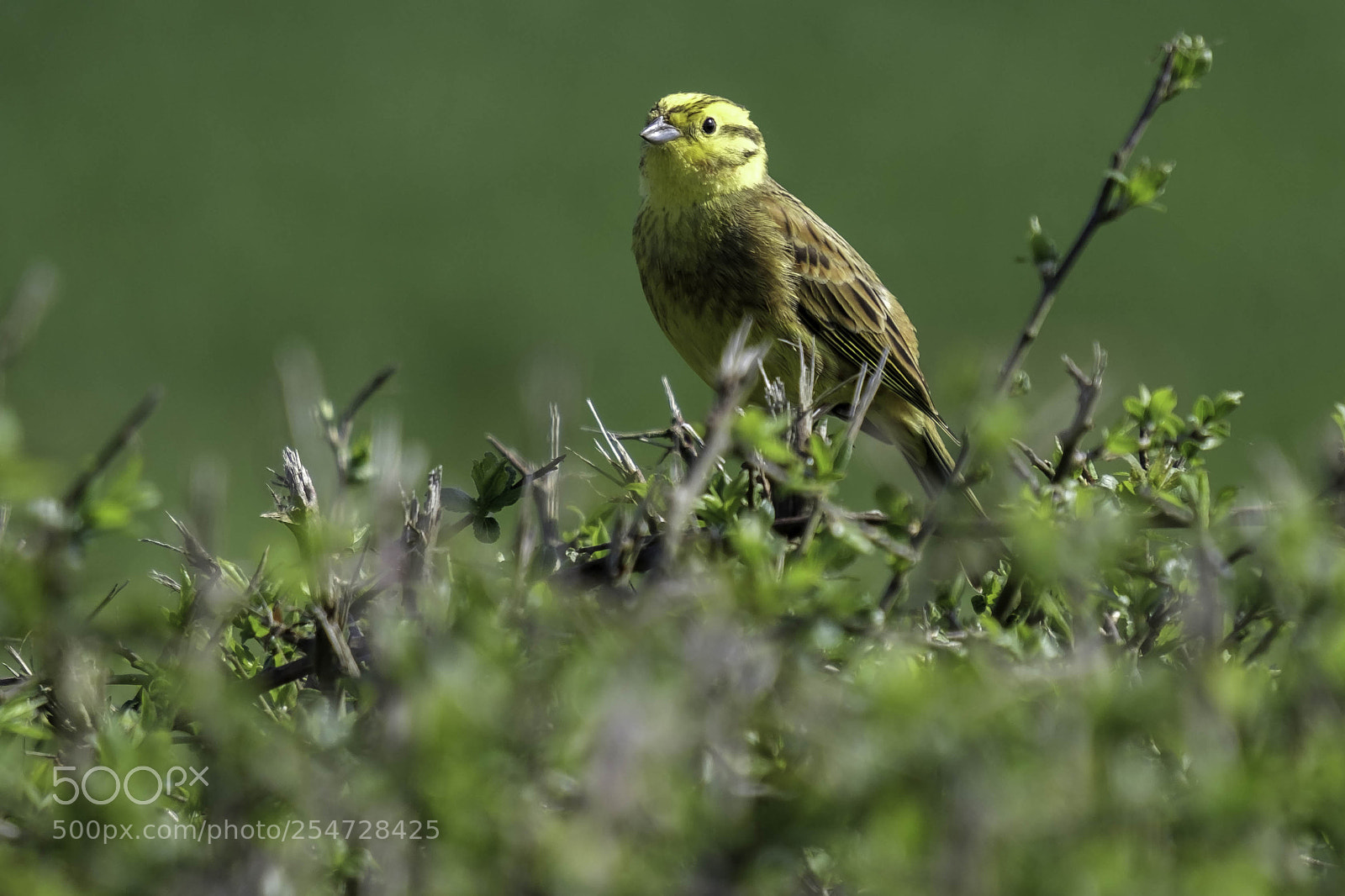 Fujifilm X-T2 sample photo. Yellowhammer (emberiza citrinella) photography
