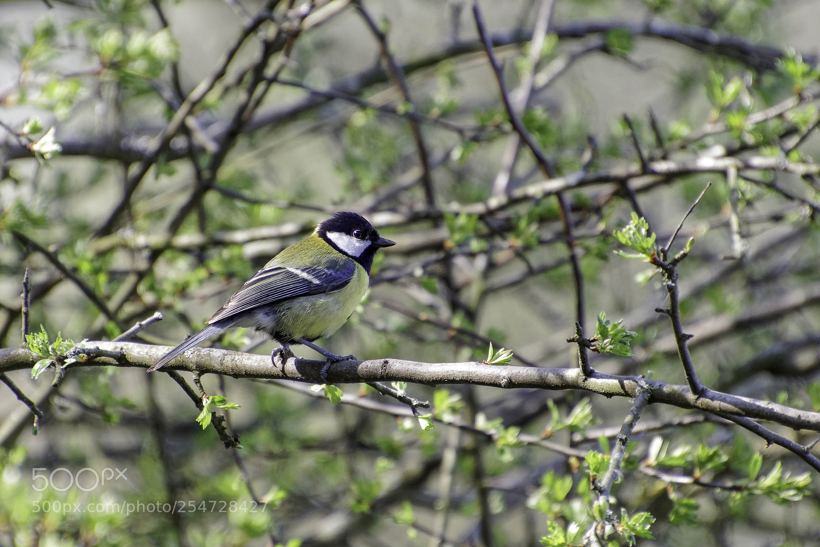 Canon EOS 77D (EOS 9000D / EOS 770D) sample photo. Great tit perched on photography