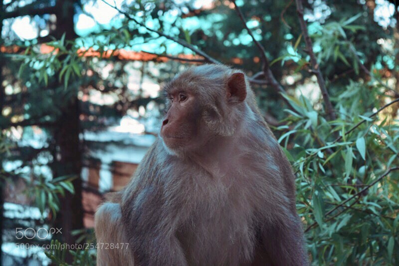 Nikon D5300 sample photo. Model monkey  photography