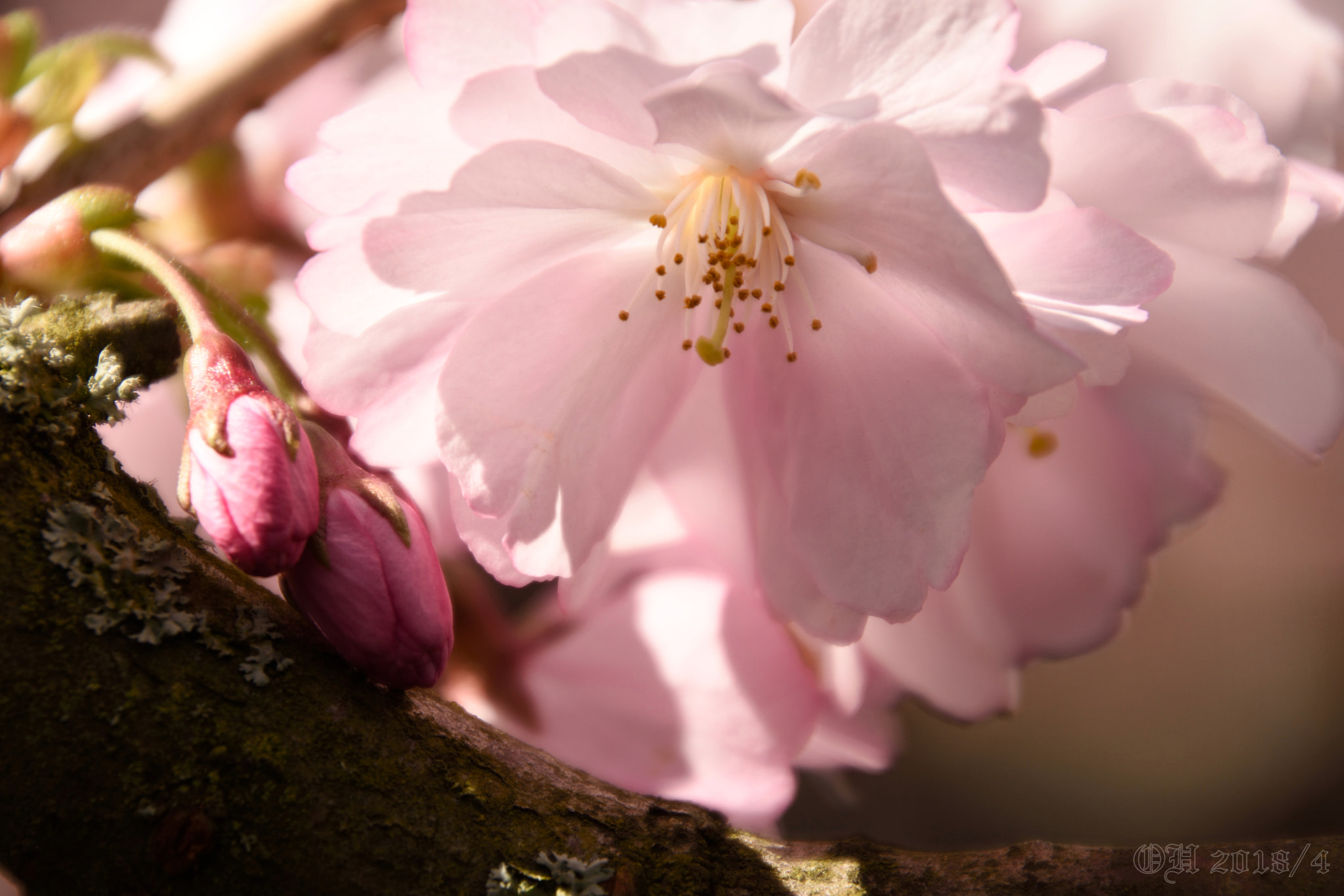 Nikon D5500 sample photo. Iso 100 - f/6,3 - 1/250 sec photography