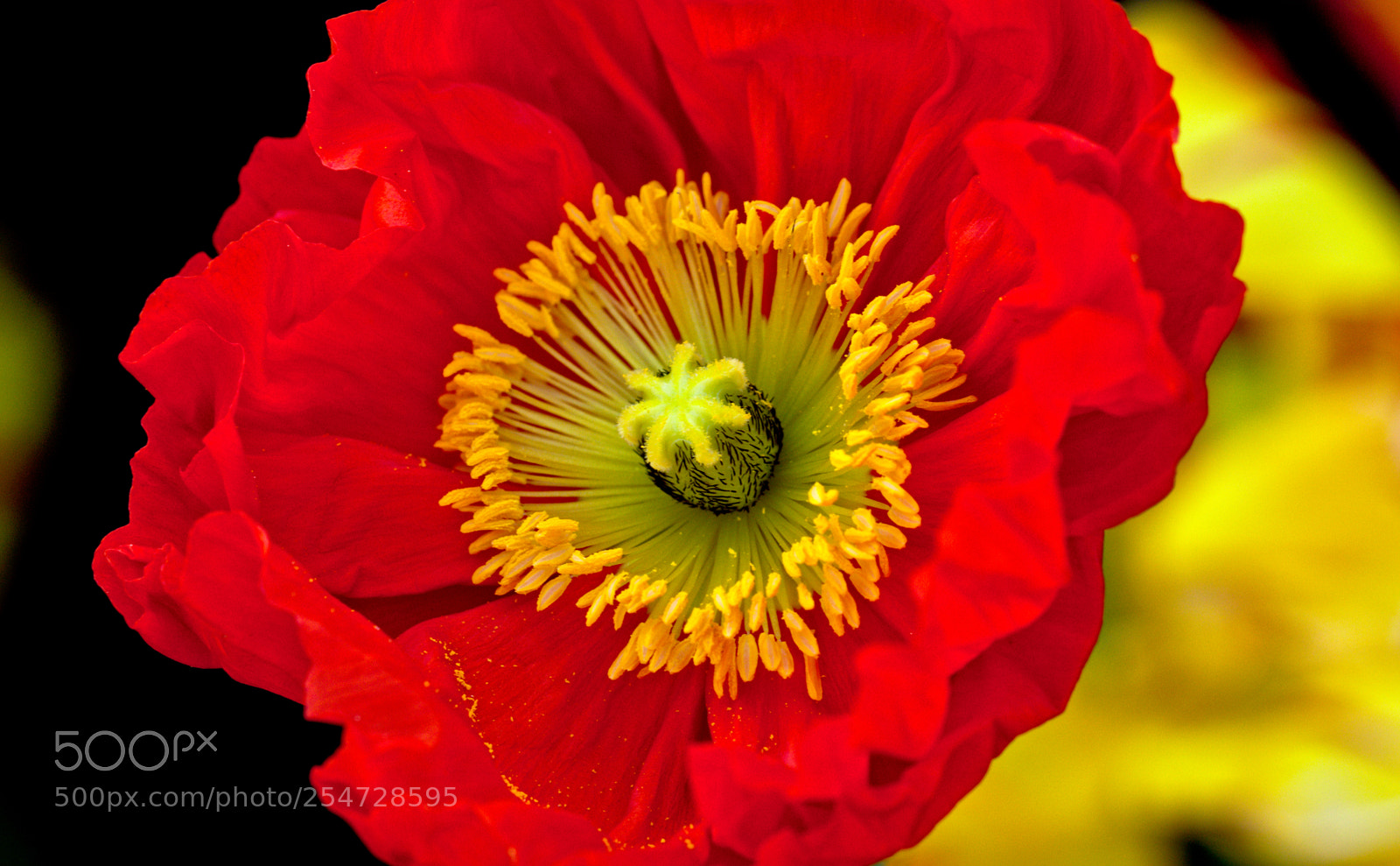 Nikon D5300 sample photo. A touch of spring photography