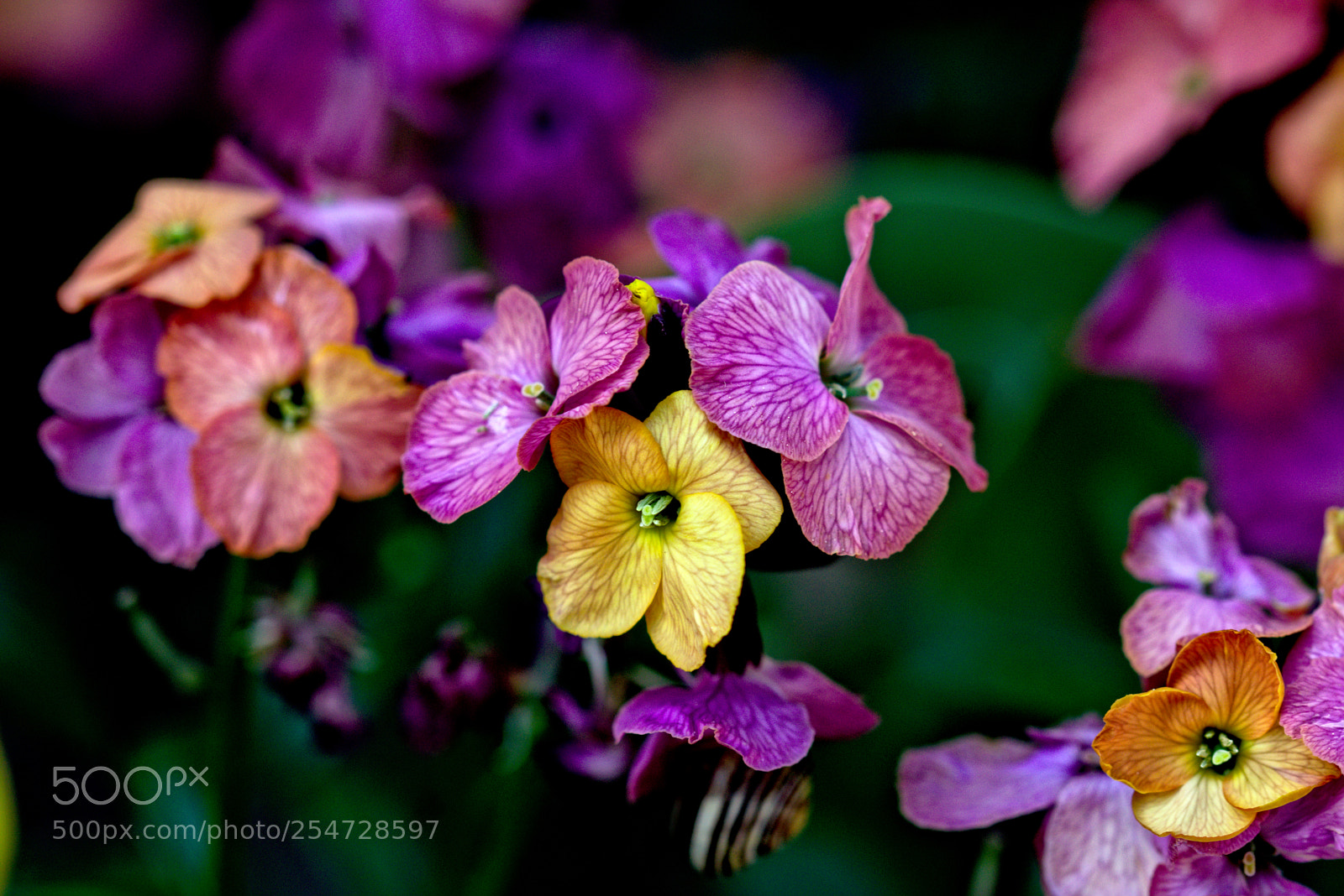 Nikon D5300 sample photo. A touch of spring photography