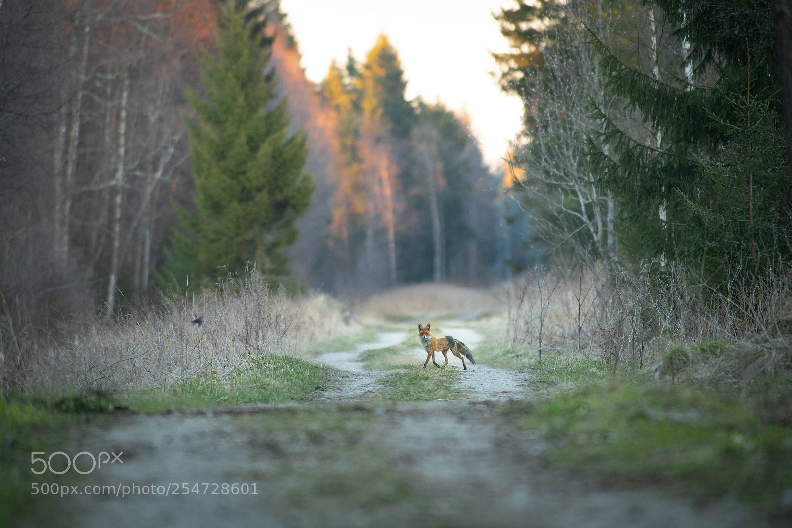 Nikon D5 sample photo. Fox photography