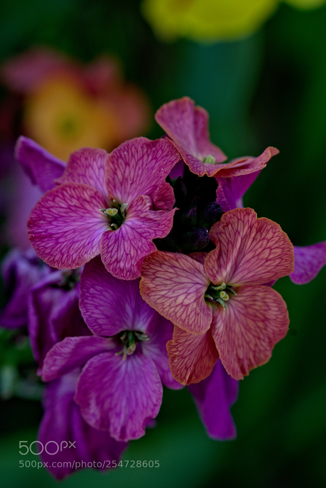 Nikon D5300 sample photo. A touch of spring photography