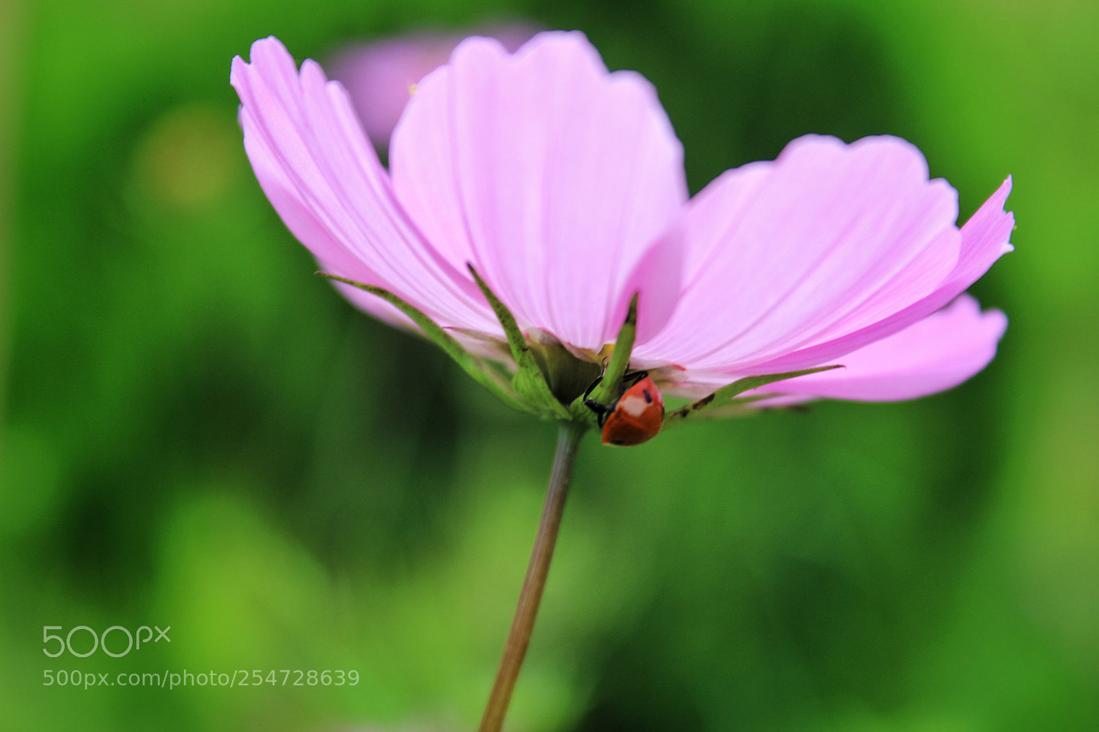 Canon EOS 600D (Rebel EOS T3i / EOS Kiss X5) sample photo. Hide and seek photography