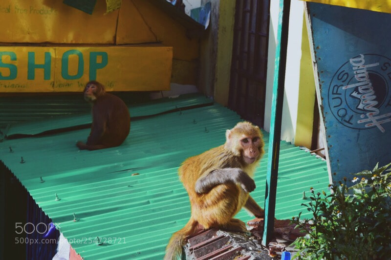 Nikon D5300 sample photo. Greeters  photography