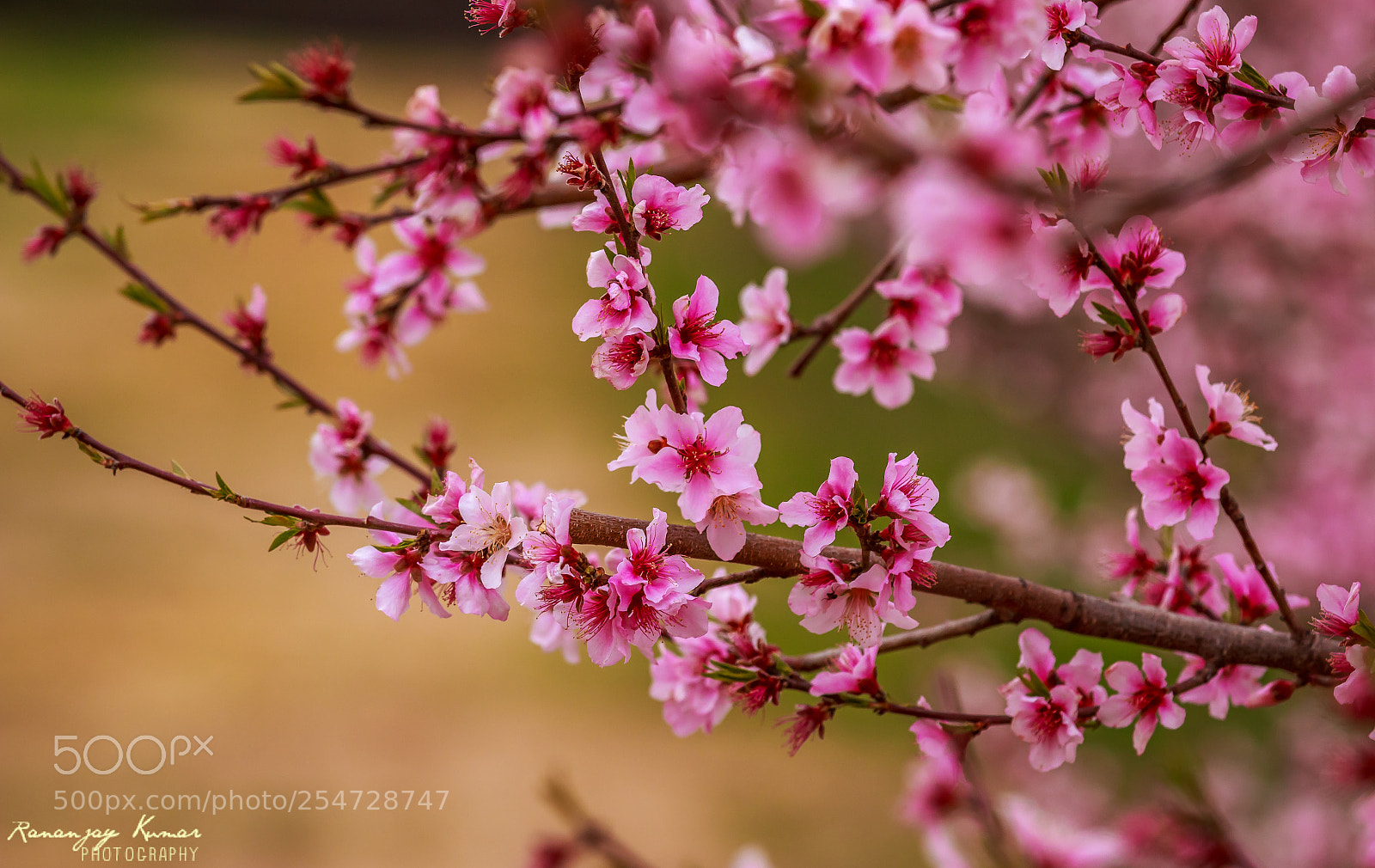 Canon EOS 70D sample photo. Spring 2018 photography