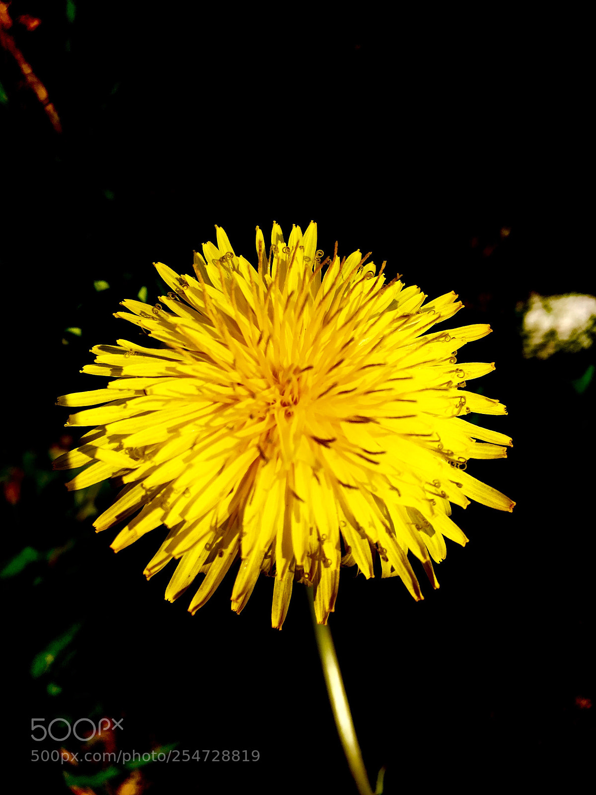 Apple iPhone SE sample photo. Untitled photography