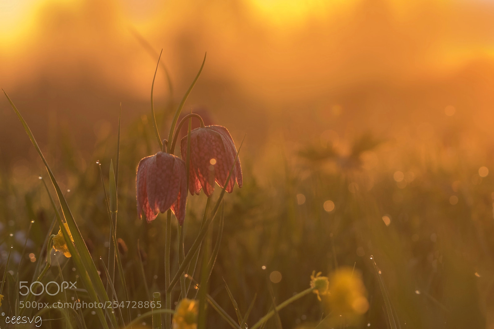 Canon EOS 7D Mark II sample photo. Kievitsbloem in de zonsopkomst photography