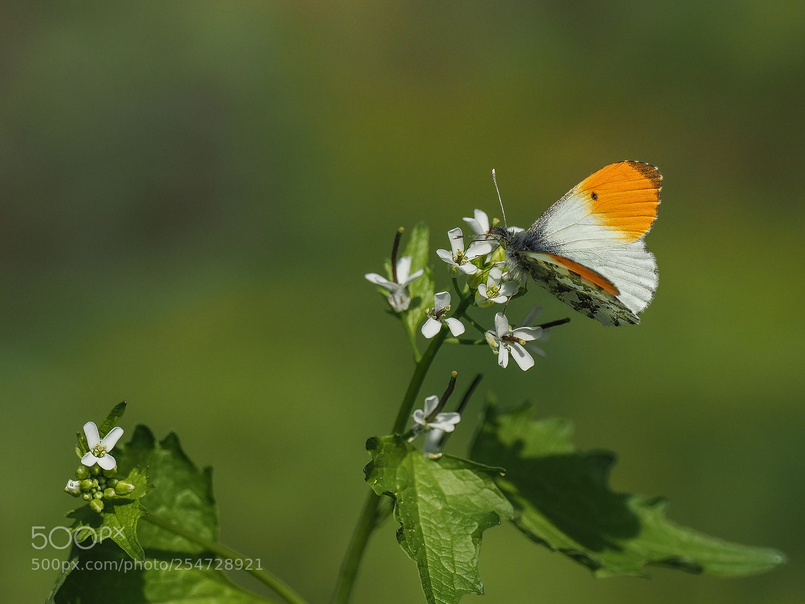 Olympus OM-D E-M1 Mark II sample photo. Aurorafalter (anthocharis cardamines) photography