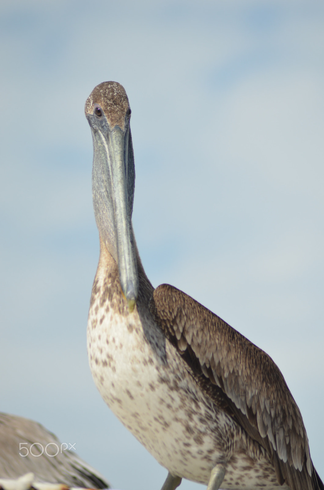 Nikon AF Nikkor 70-300mm F4-5.6G sample photo. (t) photography