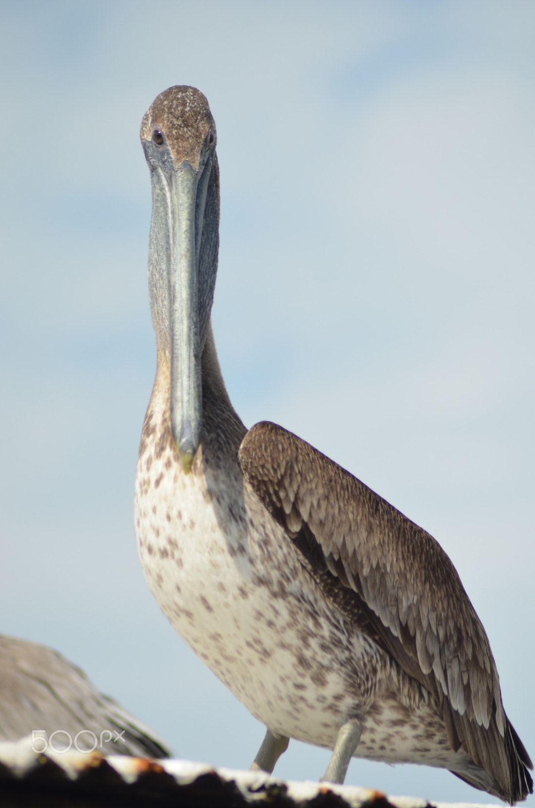 Nikon AF Nikkor 70-300mm F4-5.6G sample photo. (t) photography