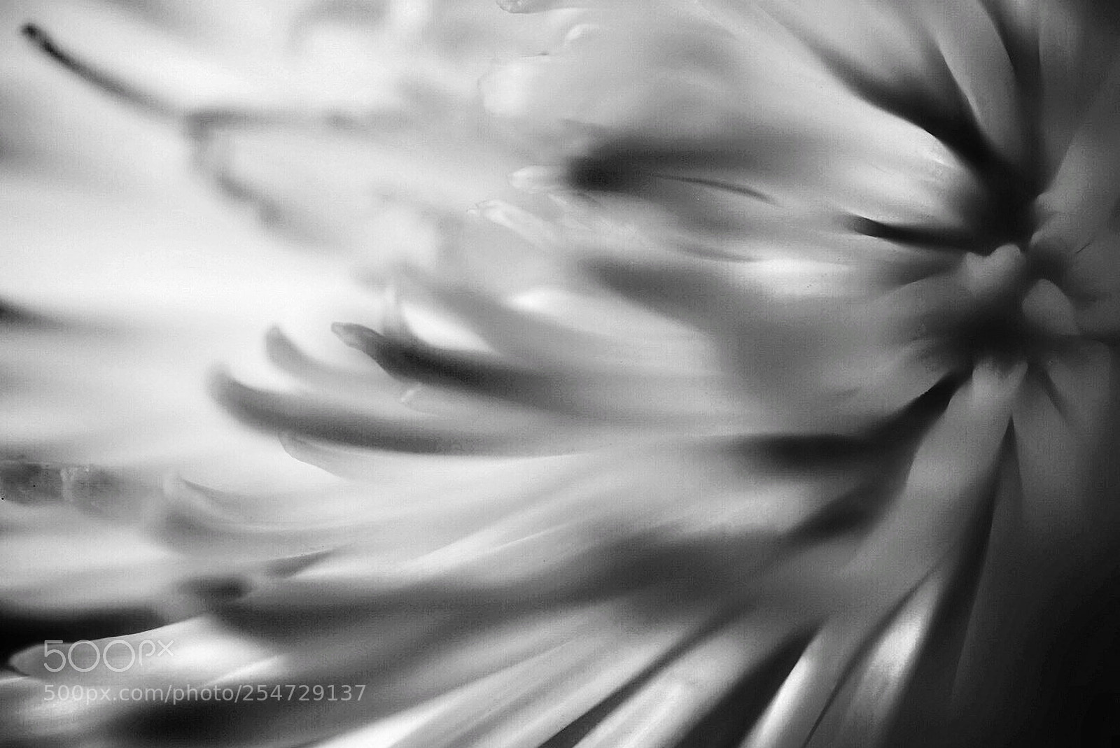 Sony a7 II sample photo. White chrysanthemum photography