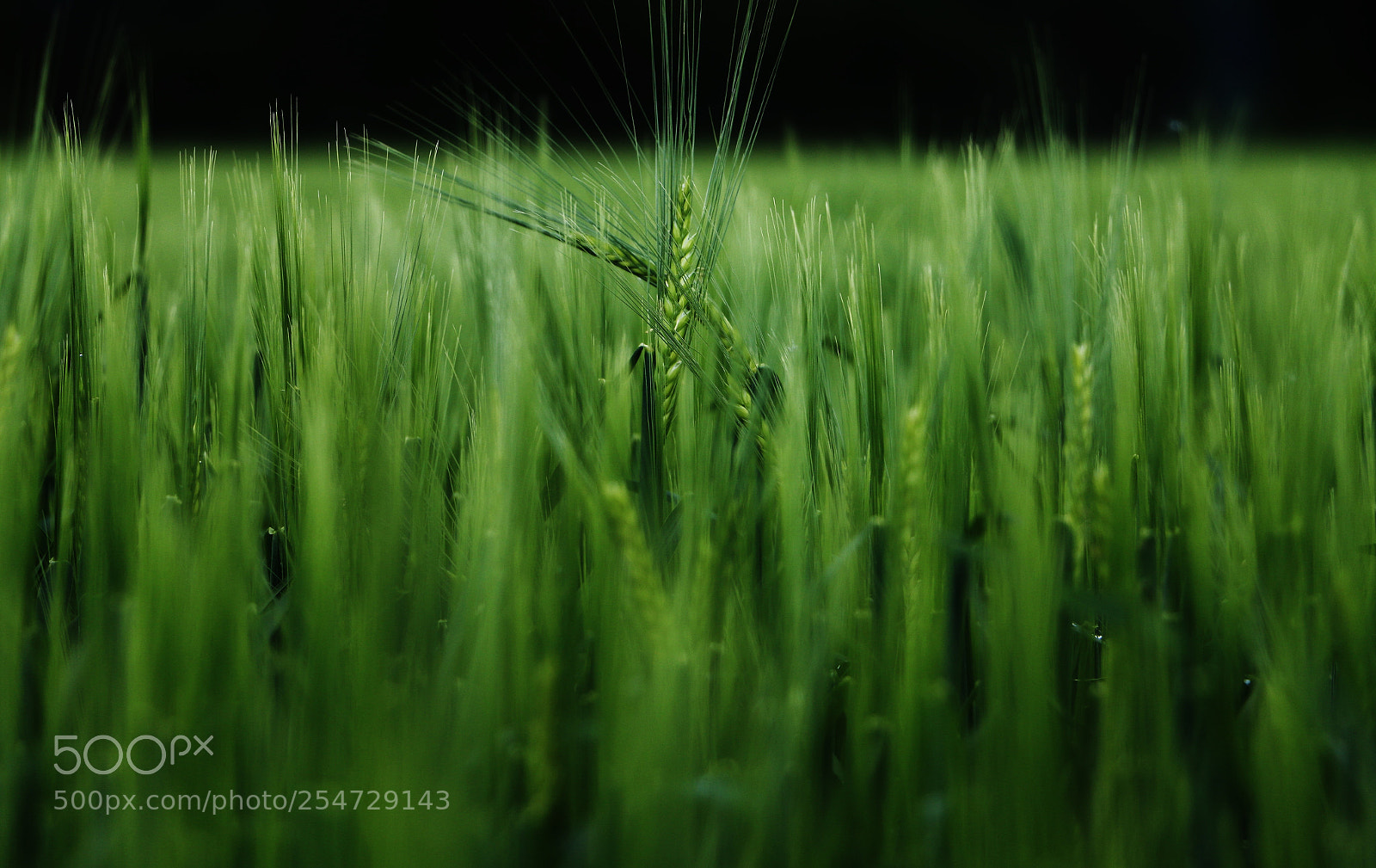 Canon EOS 70D sample photo. Green :-) photography