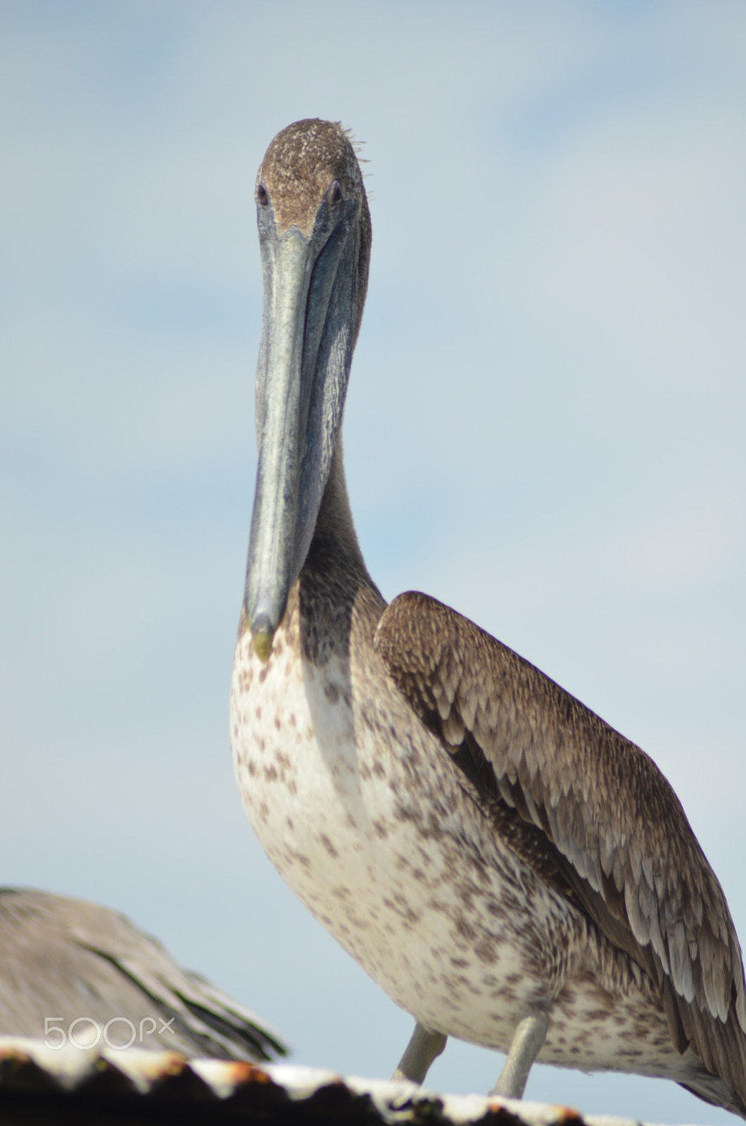 Nikon AF Nikkor 70-300mm F4-5.6G sample photo. (t) photography