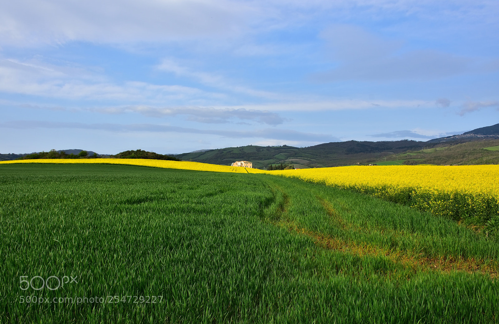 Nikon D7200 sample photo. Yellow line photography