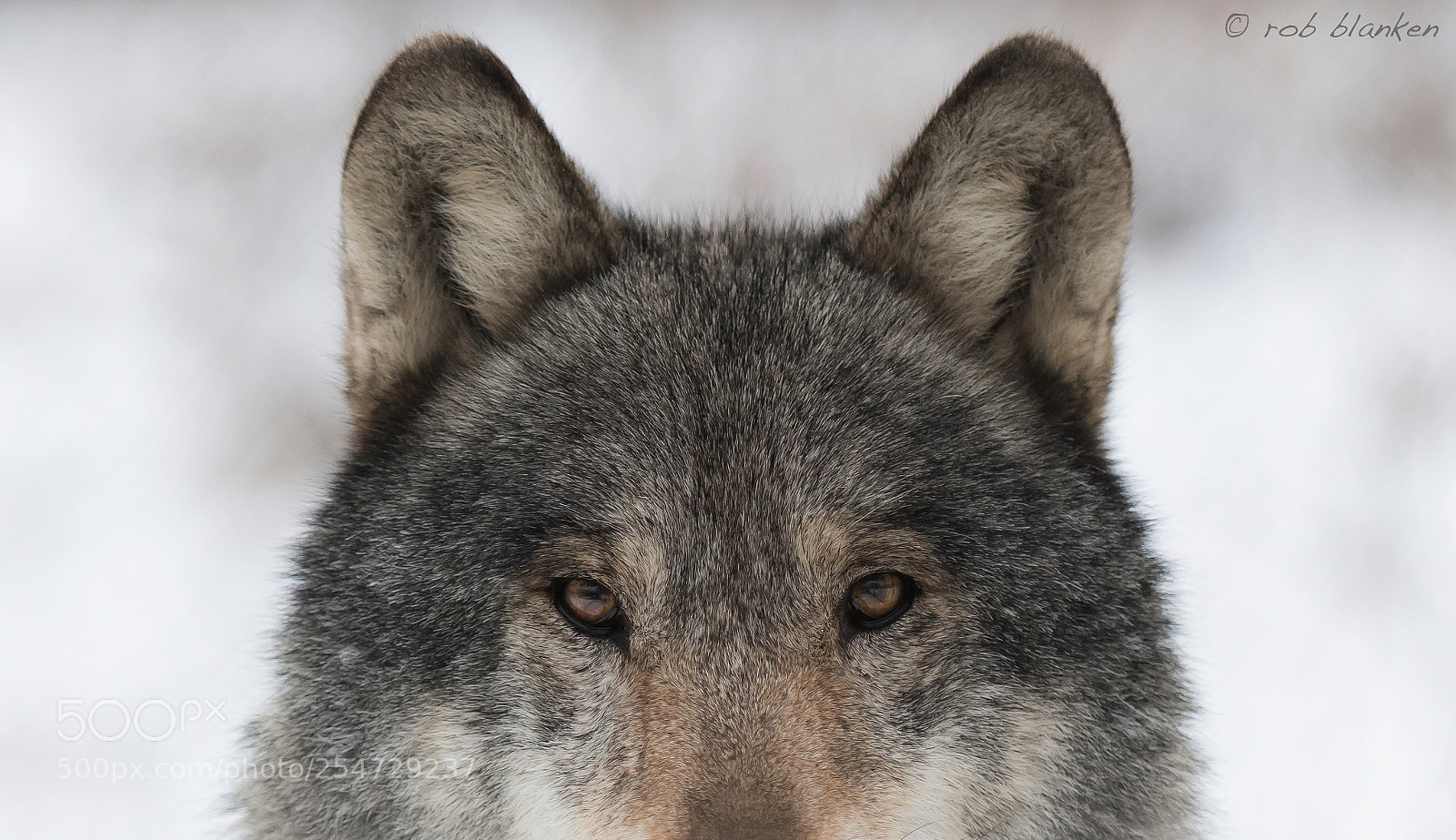 Nikon D500 sample photo. Gray wolf photography