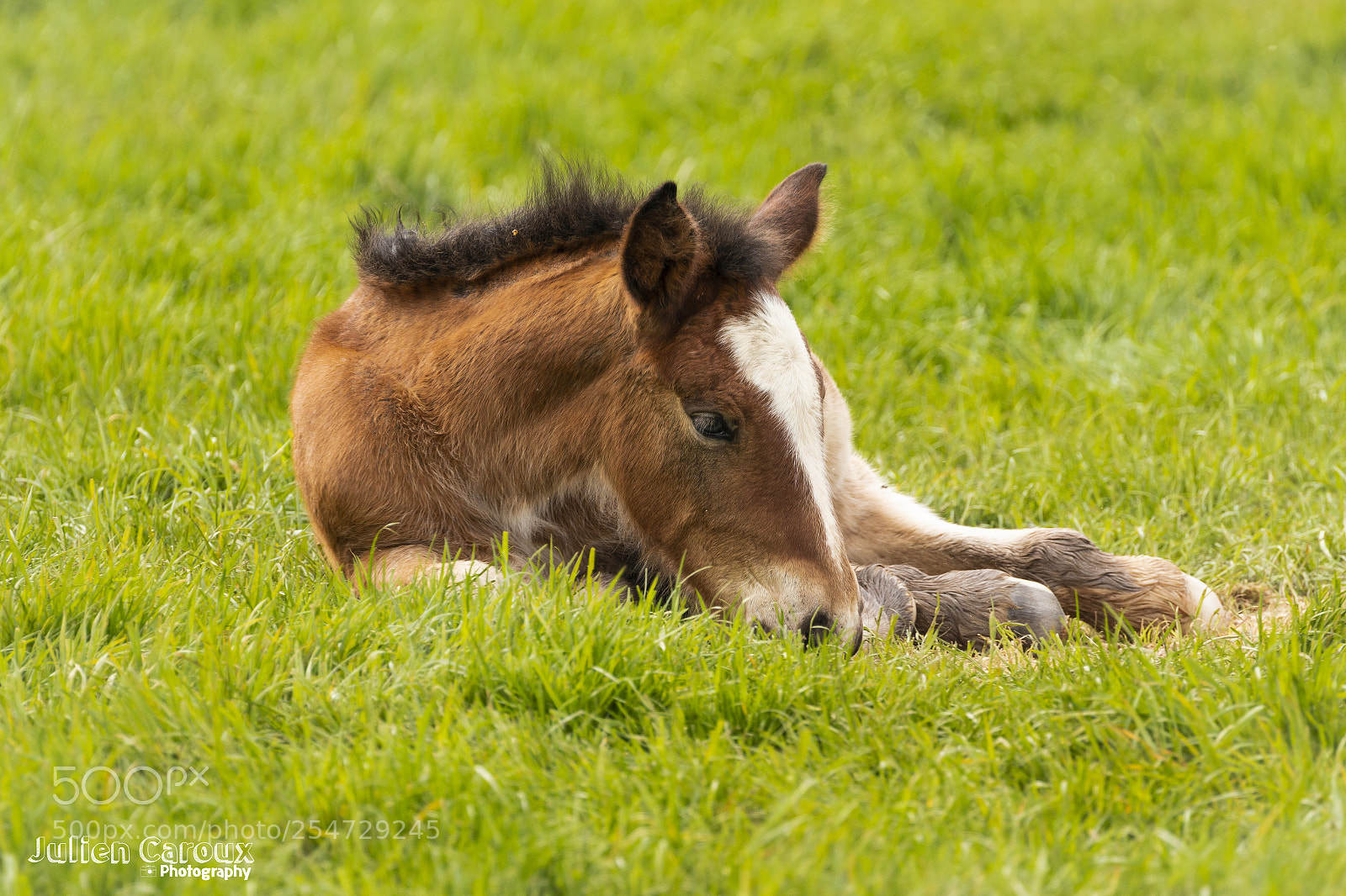 Canon EOS 70D sample photo. Relaxing colt photography