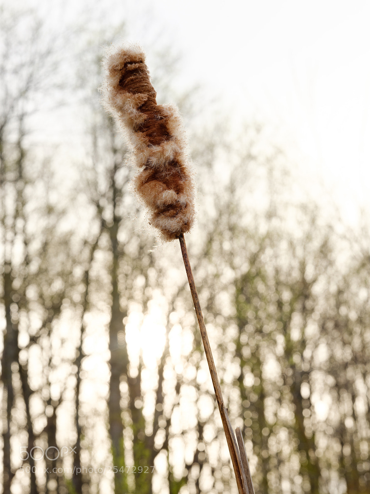 Fujifilm GFX 50S sample photo. Gone to seed photography