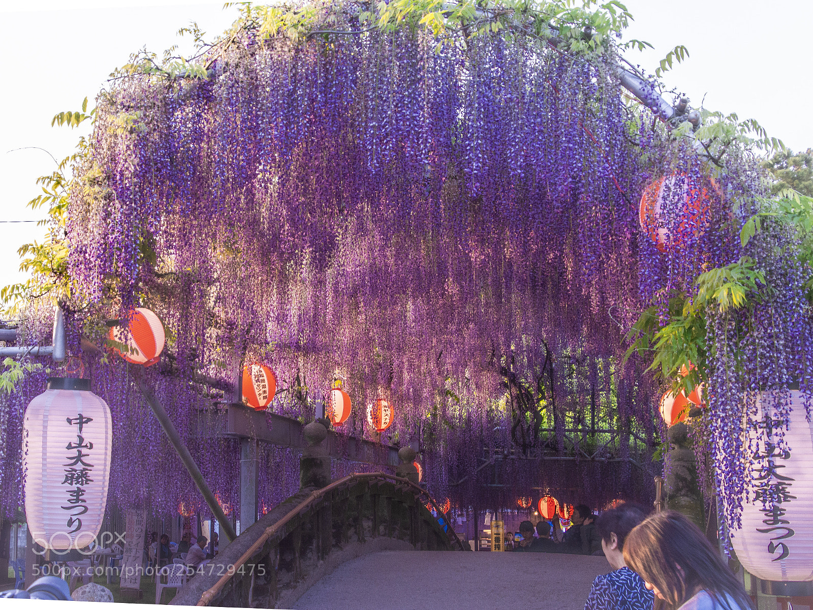 Nikon D7100 sample photo. Wisteria festival  photography