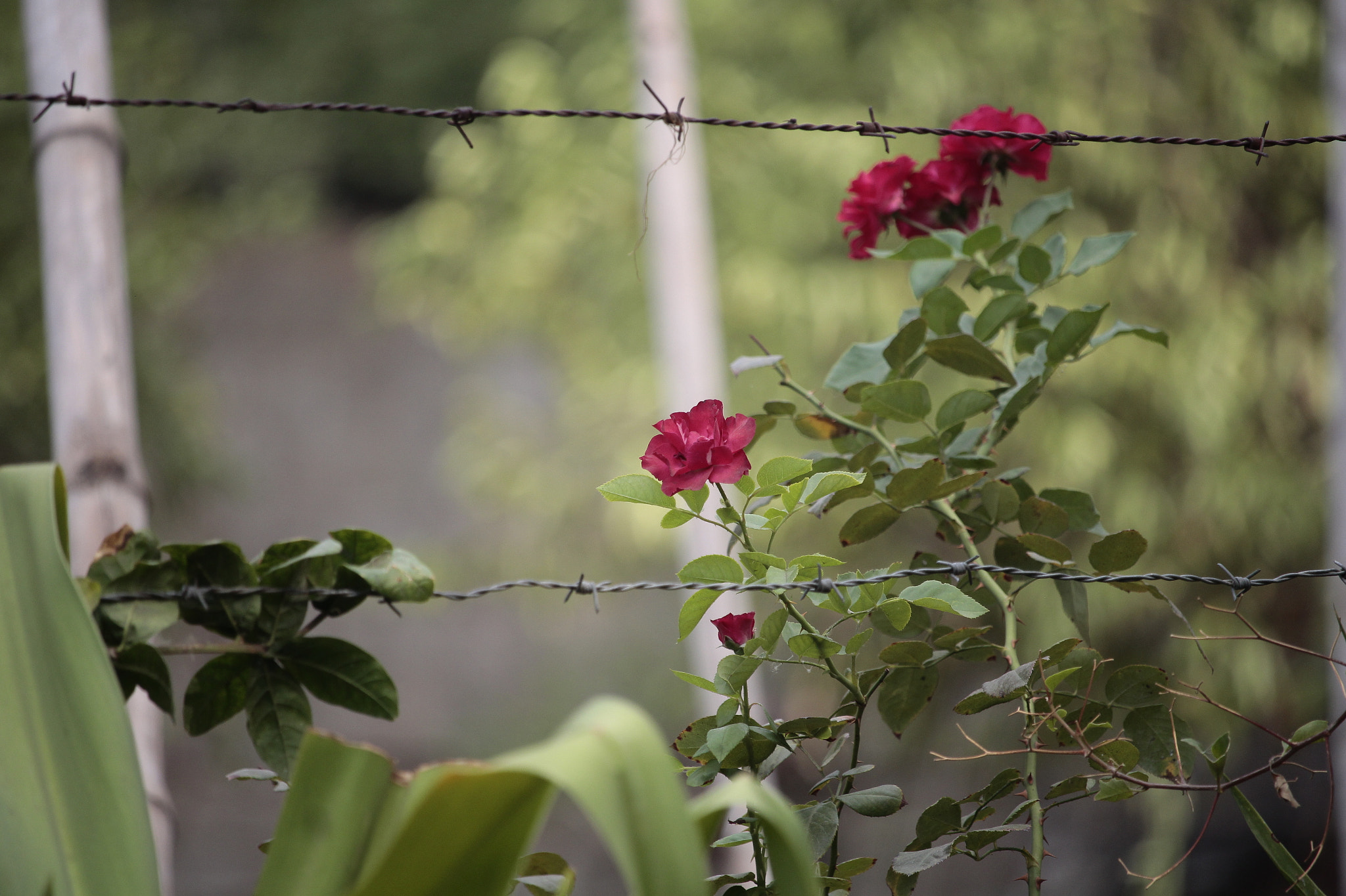Canon EF-S 55-250mm F4-5.6 IS STM sample photo. Naturaleza photography