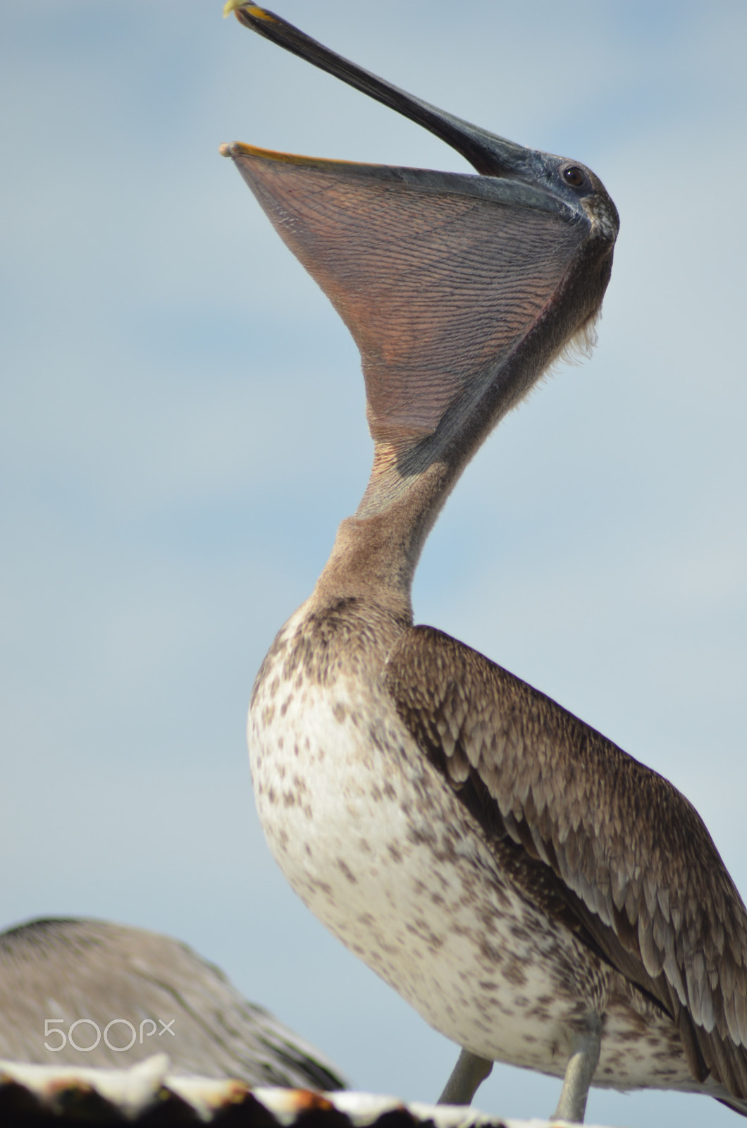 Nikon AF Nikkor 70-300mm F4-5.6G sample photo. (t) photography