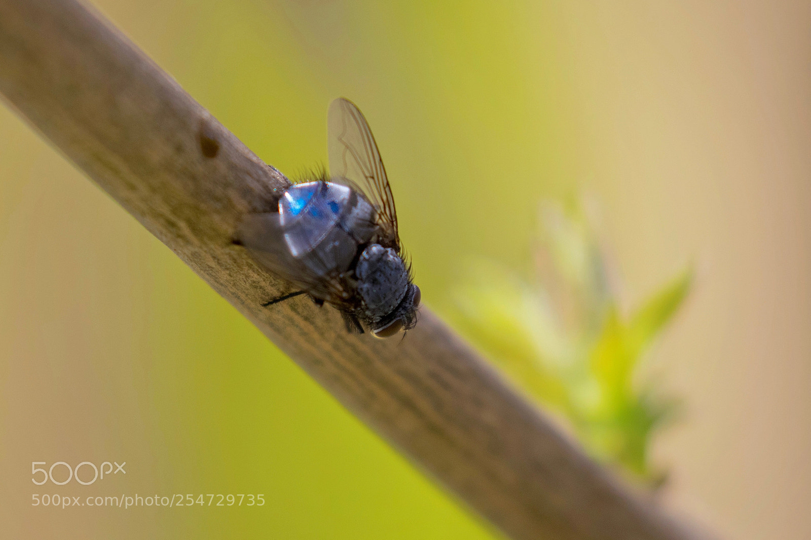 Canon EOS 7D Mark II sample photo. The fly photography