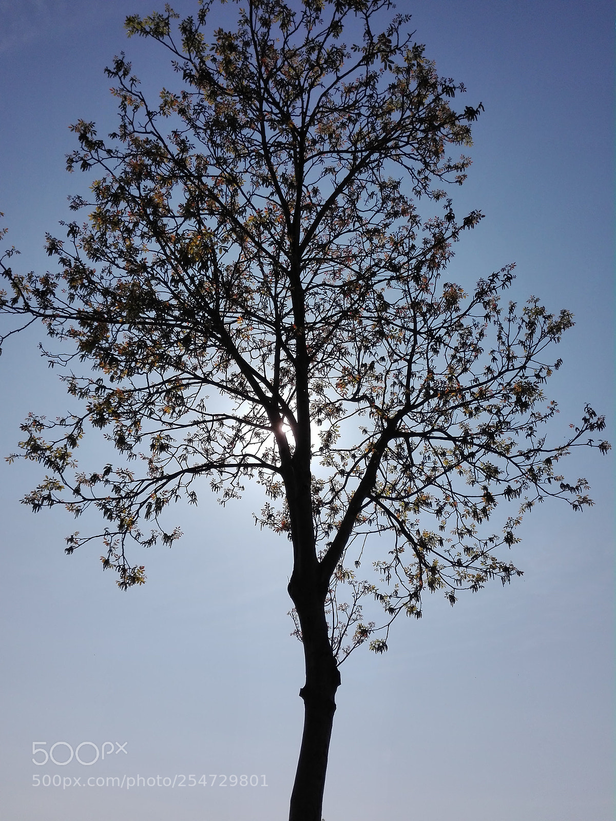 HUAWEI P8 Lite sample photo. Untitled photography