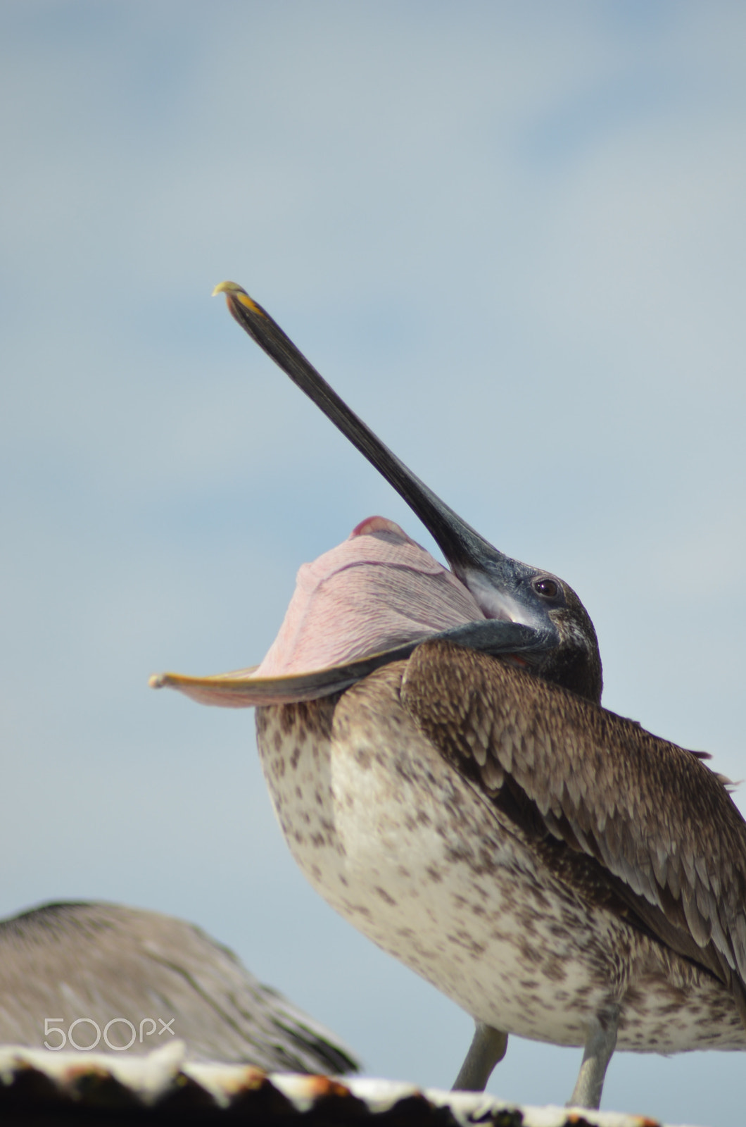 Nikon AF Nikkor 70-300mm F4-5.6G sample photo. (t) photography